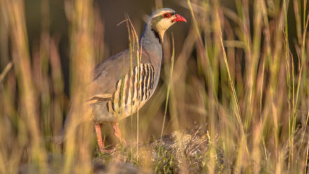 chukar-partridge-looking-through-vegetation