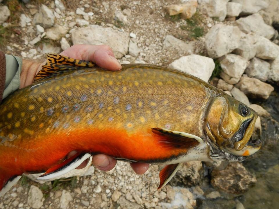 autum-fish2