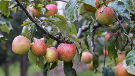 apple-trees-in-an-organic-orchard-garden-in-autumn-red-fruits-ready-for-picking-on-branches-of-espaliered-fruit-trees-garden