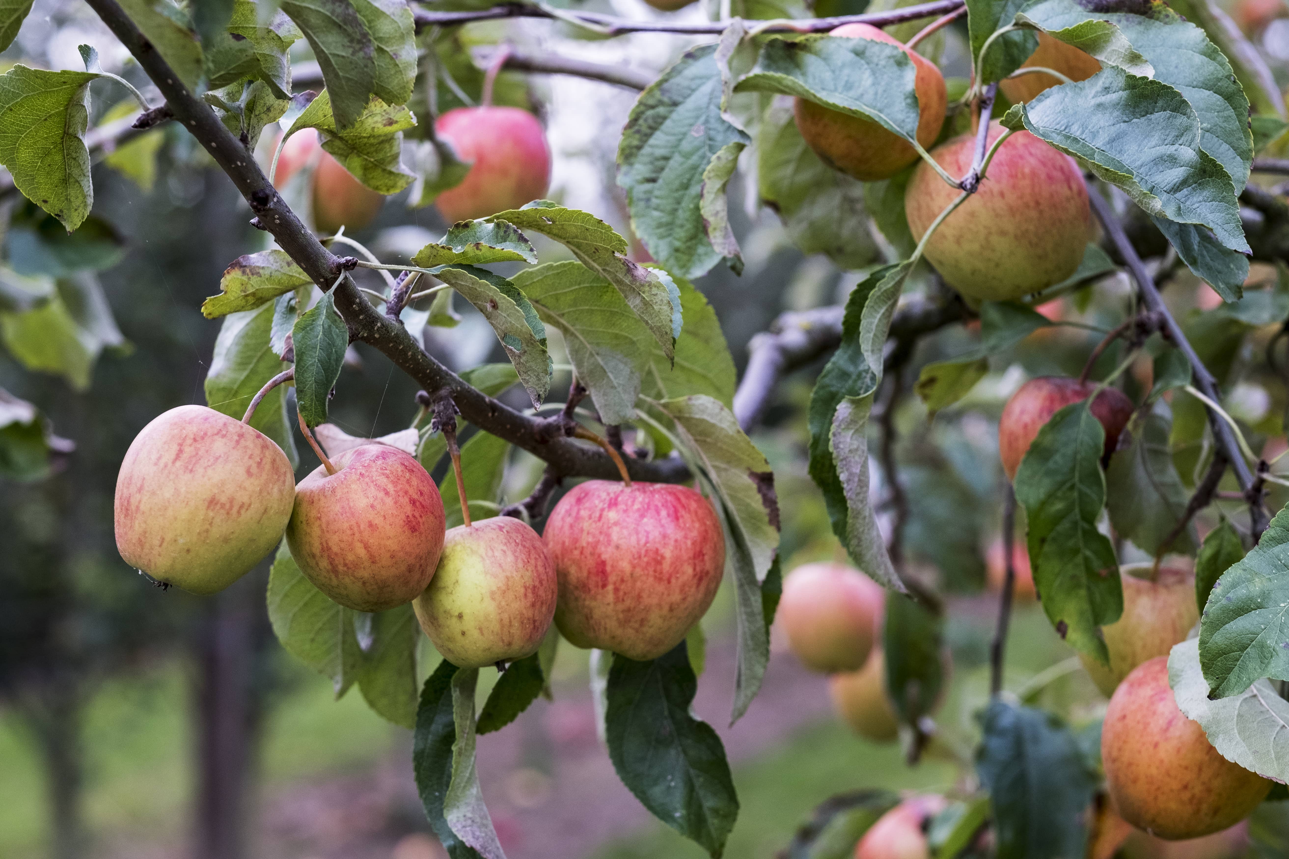 apple-trees-in-an-organic-orchard-garden-in-autumn-red-fruits-ready-for-picking-on-branches-of-espaliered-fruit-trees-garden