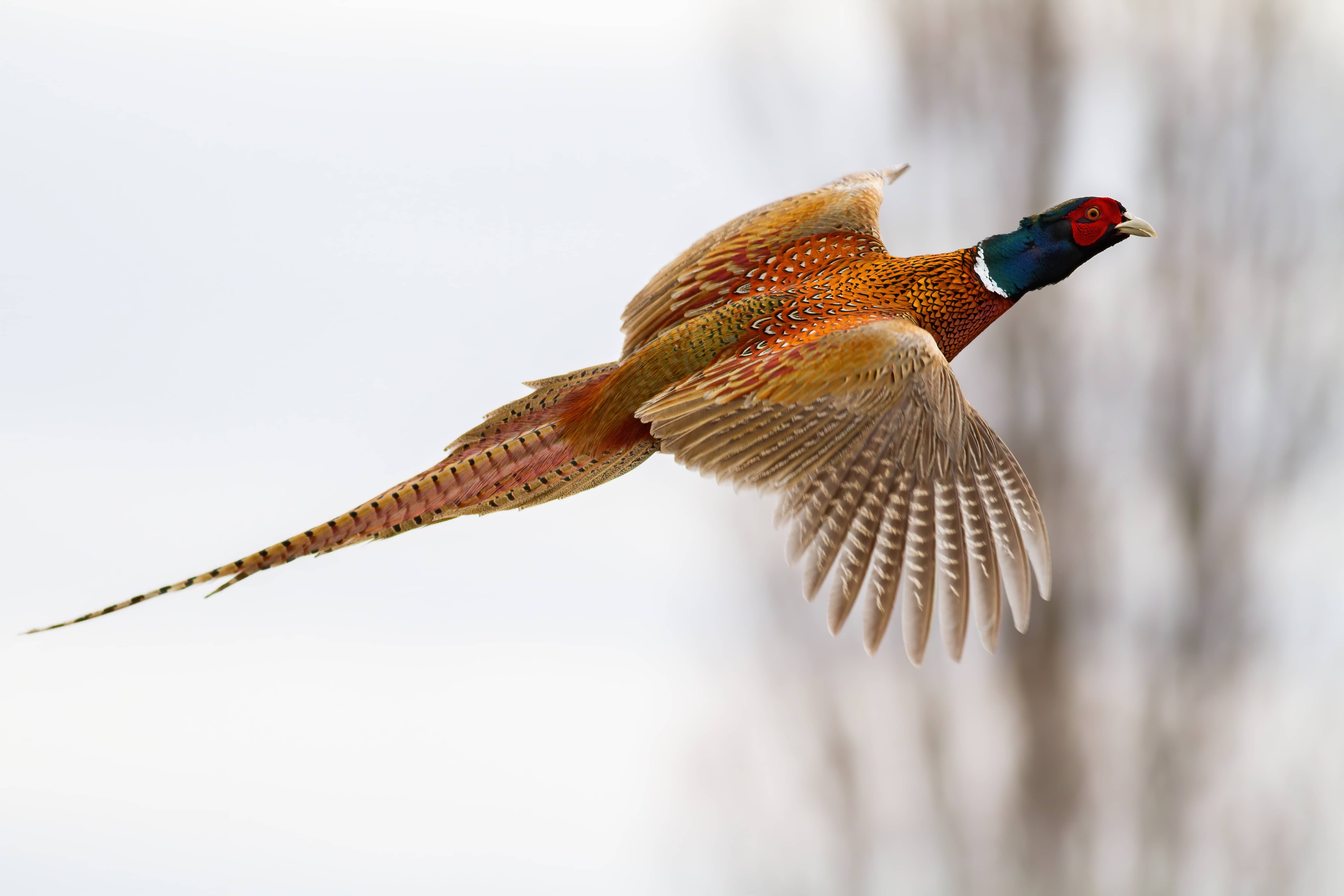 common-pheasant-flying-in-the-air-in-winter-nature