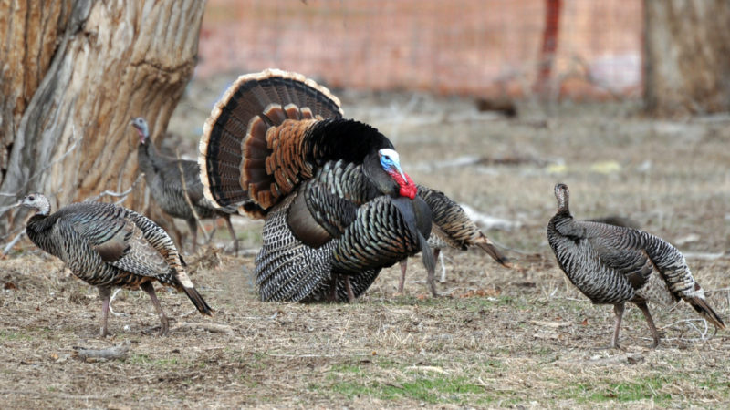 general-turkey-hunt