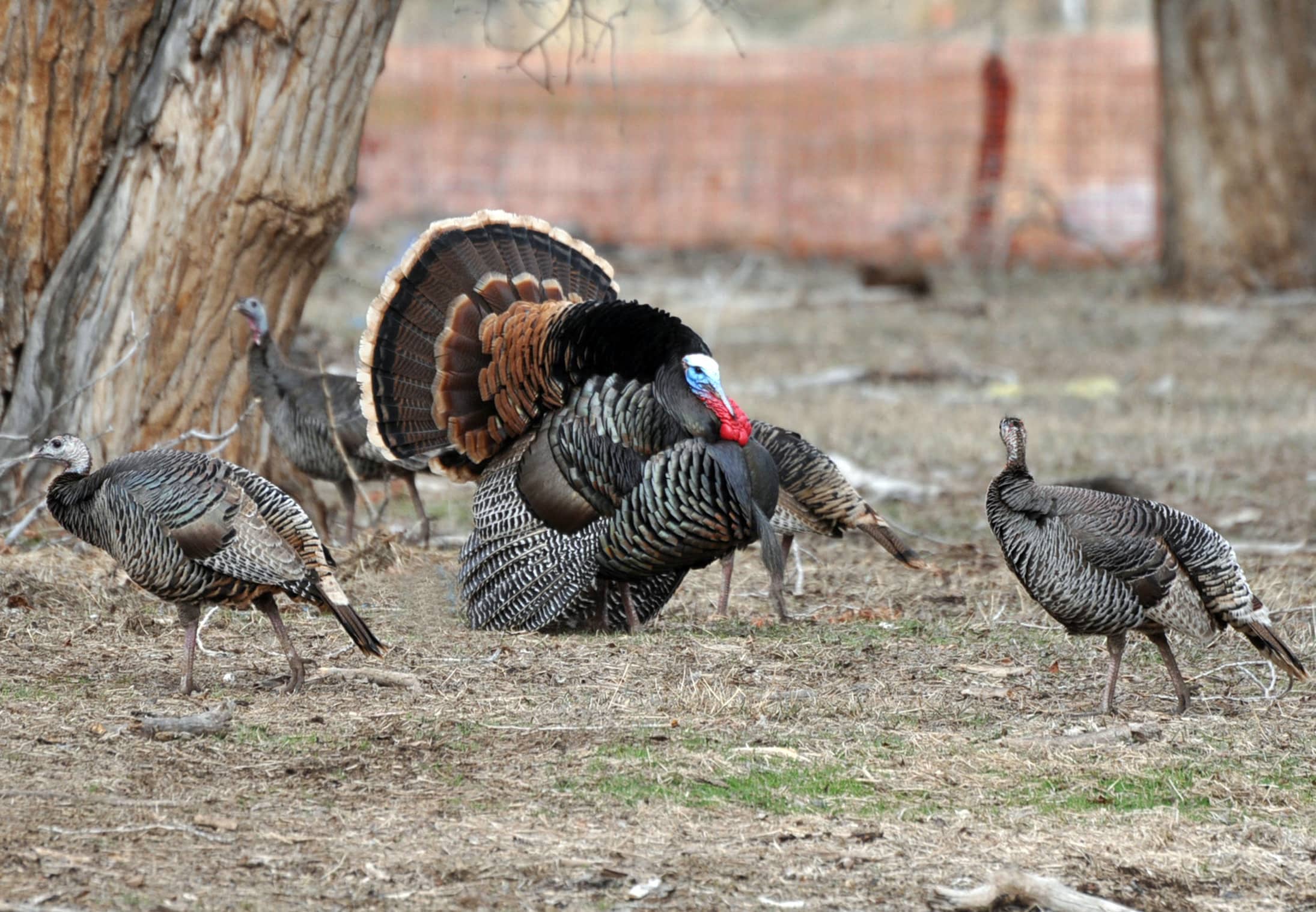 general-turkey-hunt