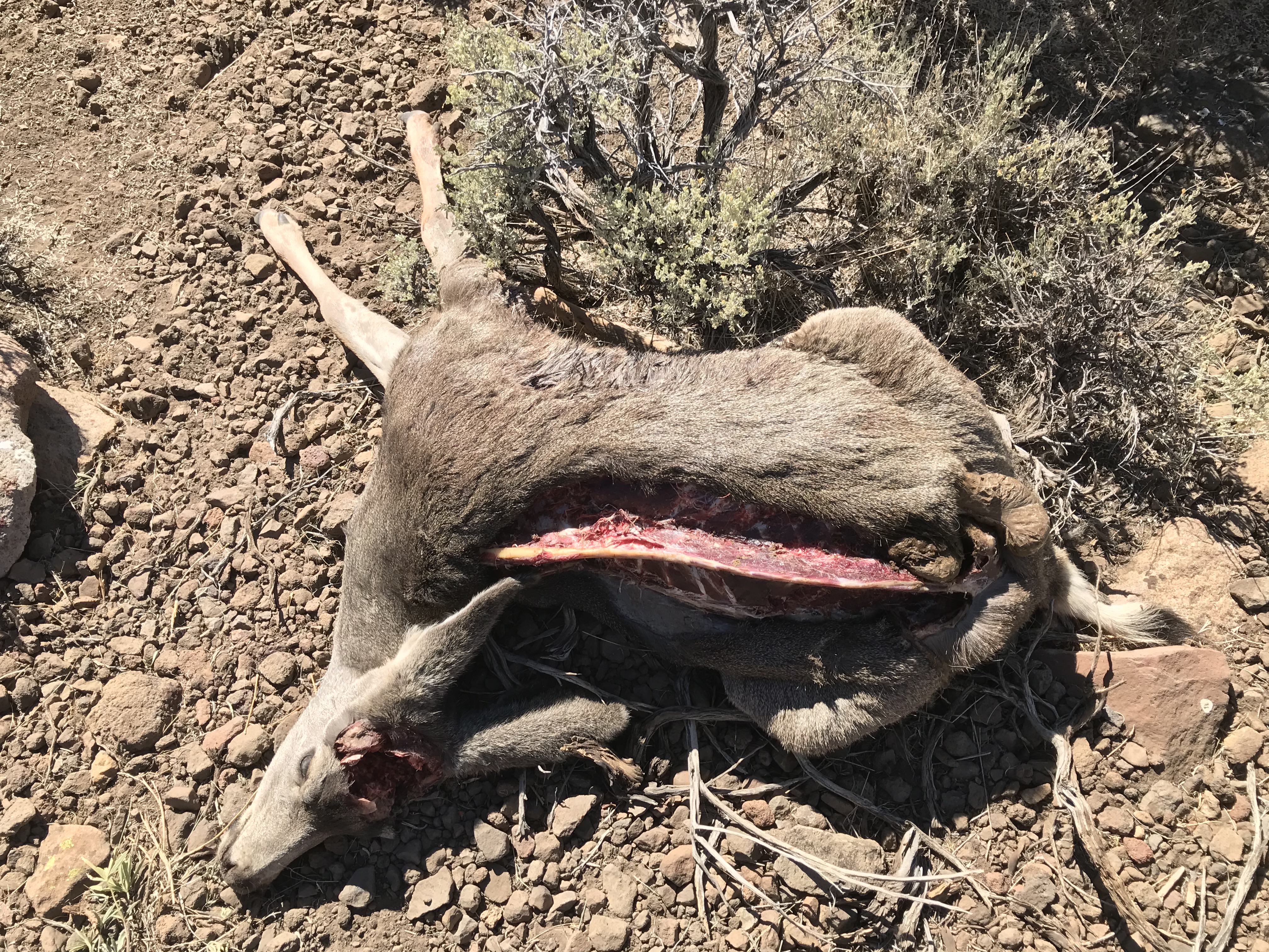 buck-deer-left-to-waste-in-the-bald-hills