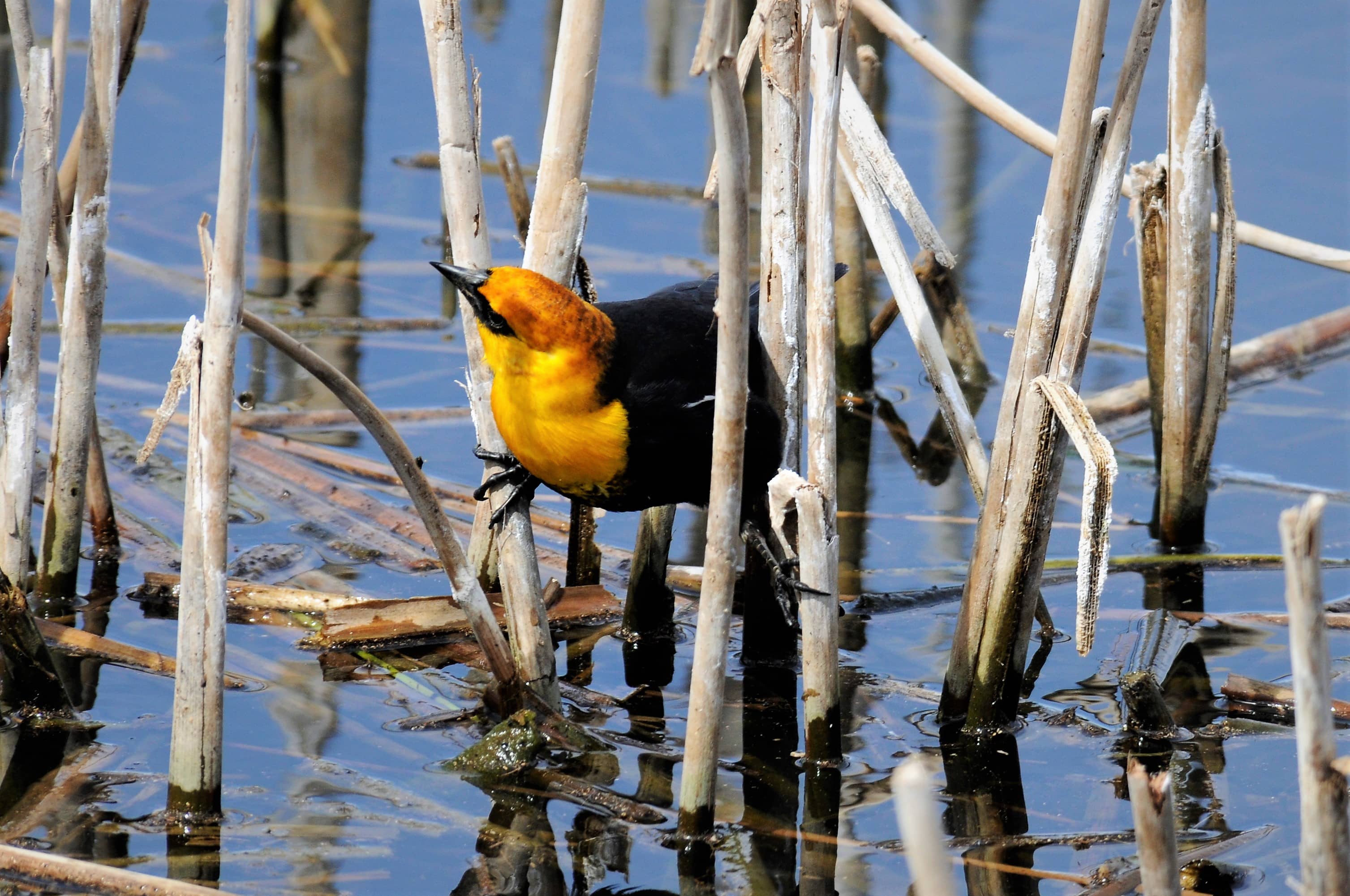 yellow-headed-blackbird-head-tilt