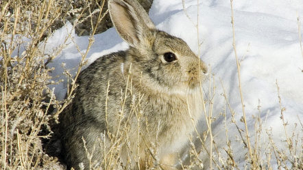 cottontail-rabbit-hunt-2