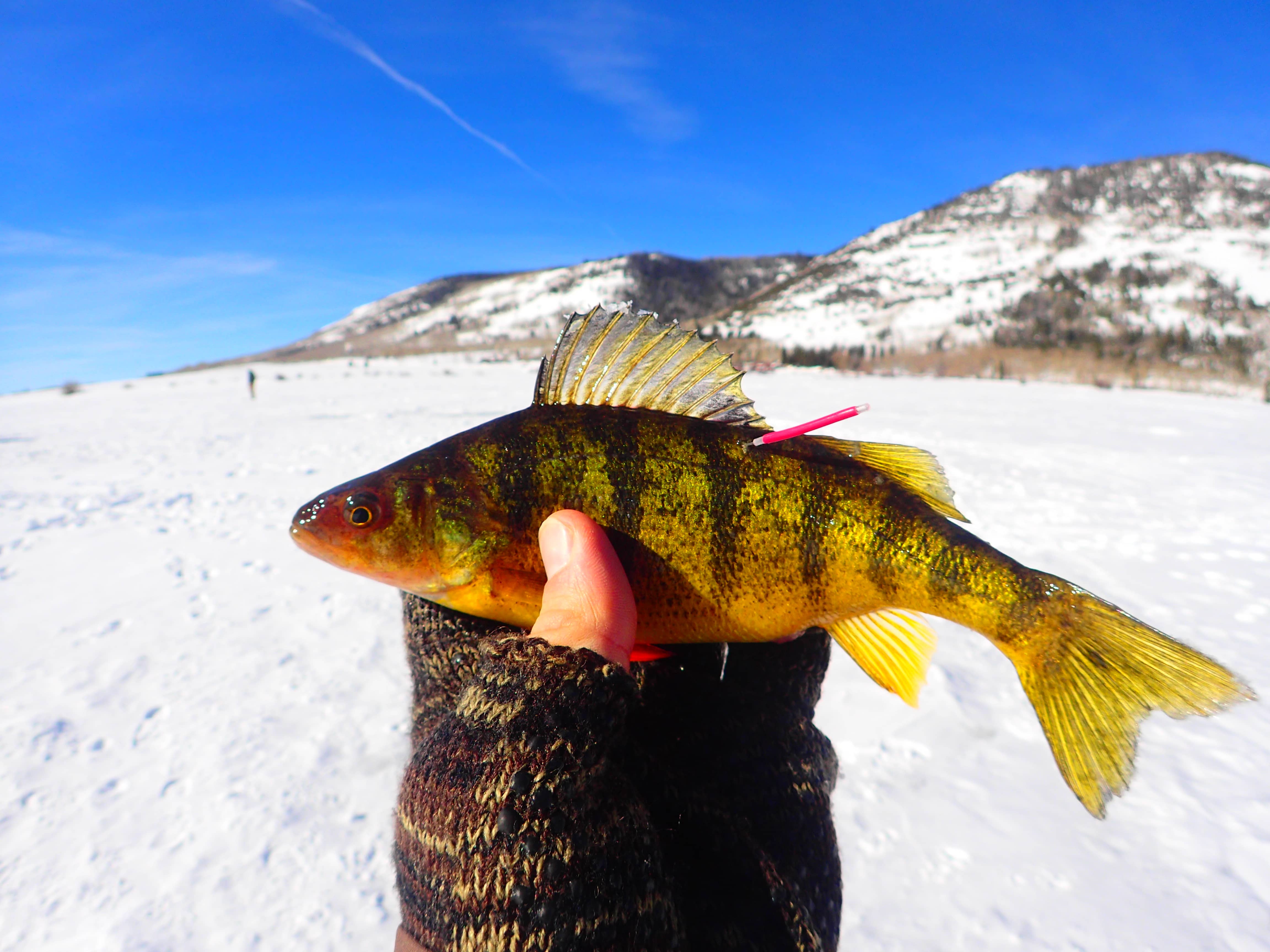 Ice Fishing for Fat Yellow Perch at Rockport Reservoir