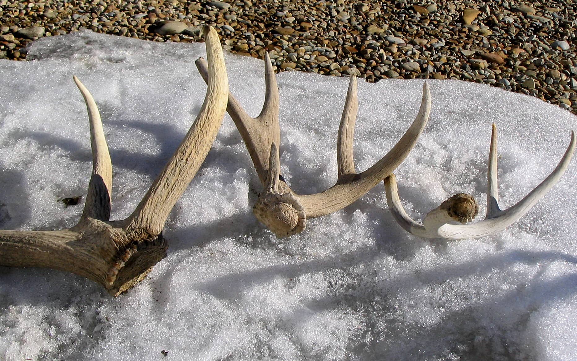 shedantlers_muledeer1-31-05-1