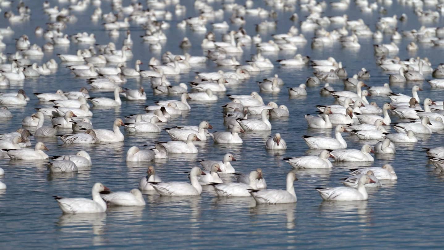 snow-goose-festival