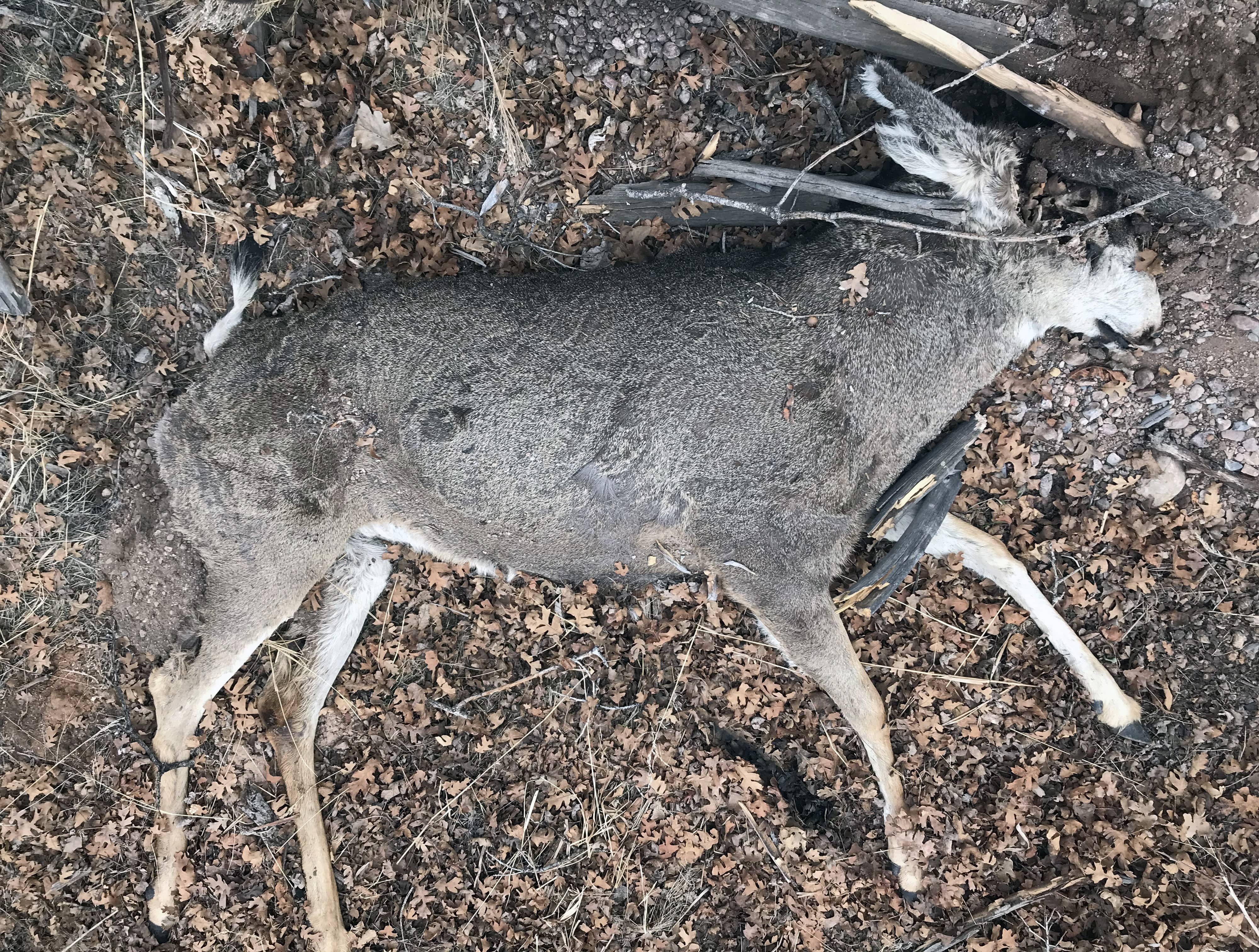 stetson_west_2-18-2021_buck_deer_poached_antlers_removed_millard_county-1