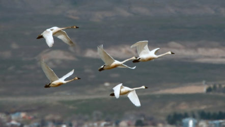 swan-grouse-crane-hunts