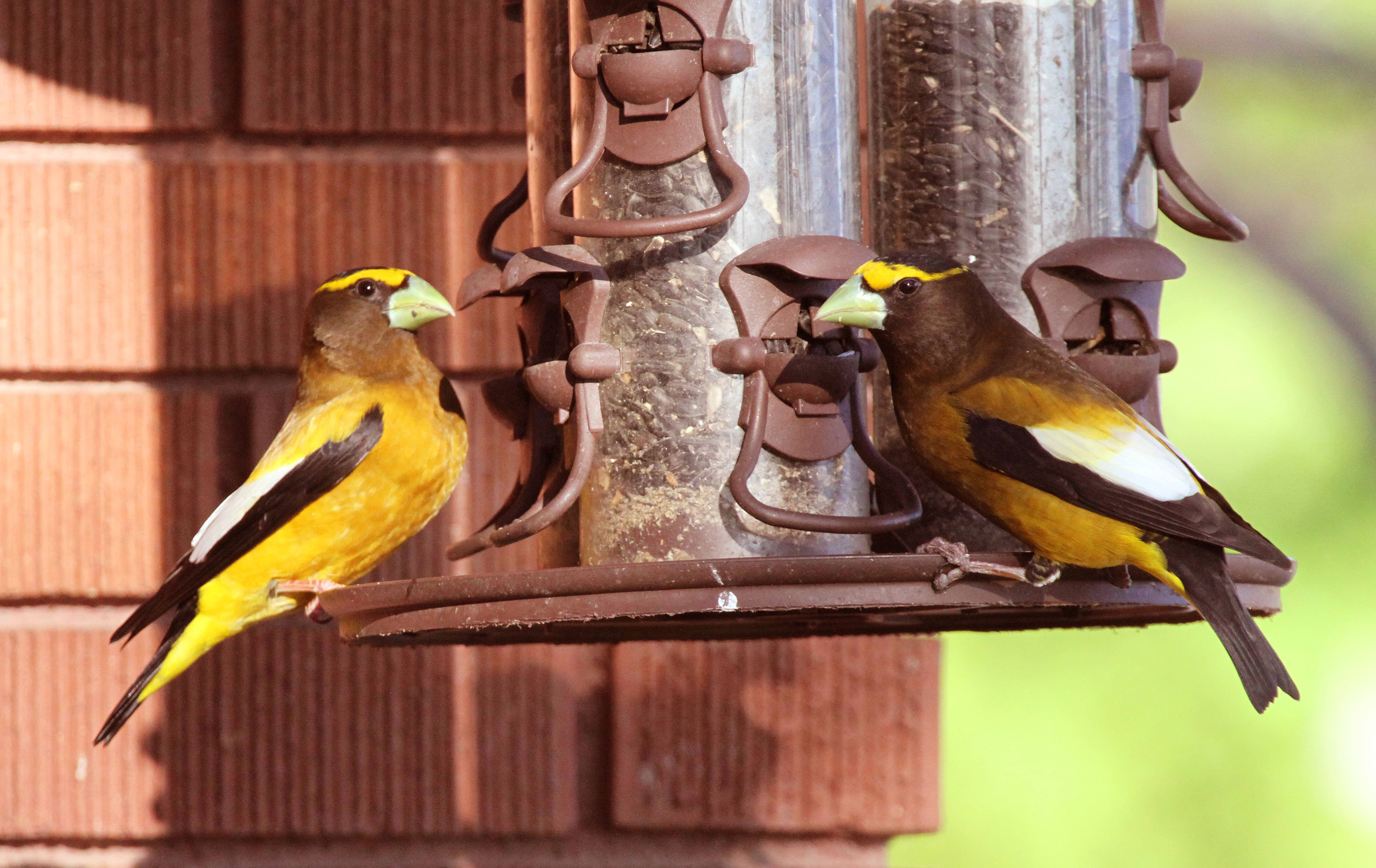 evening-grosbeaks