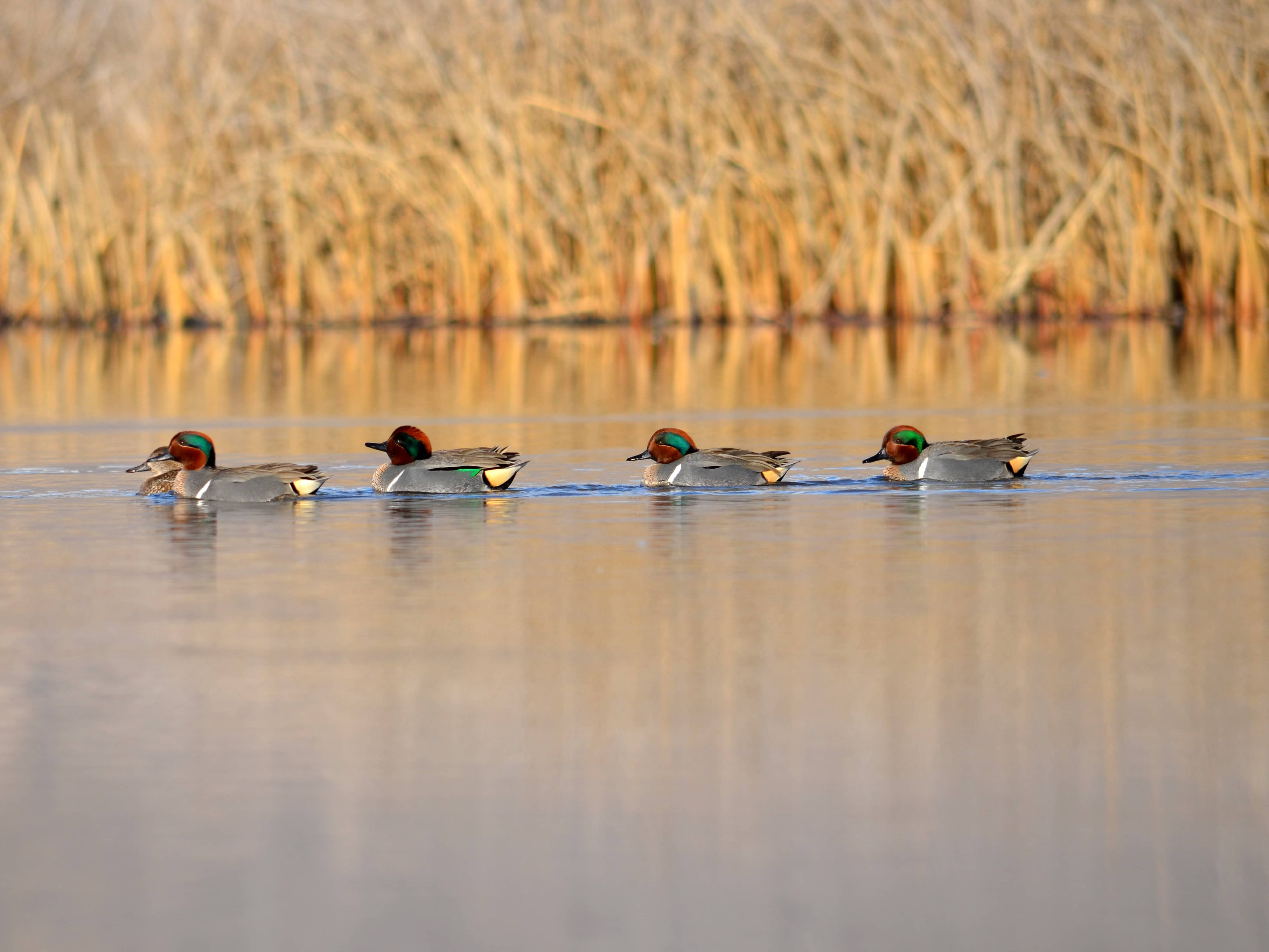 waterfowl-hunt