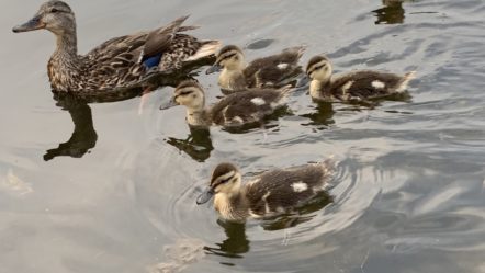 baby-ducks-aug-2020
