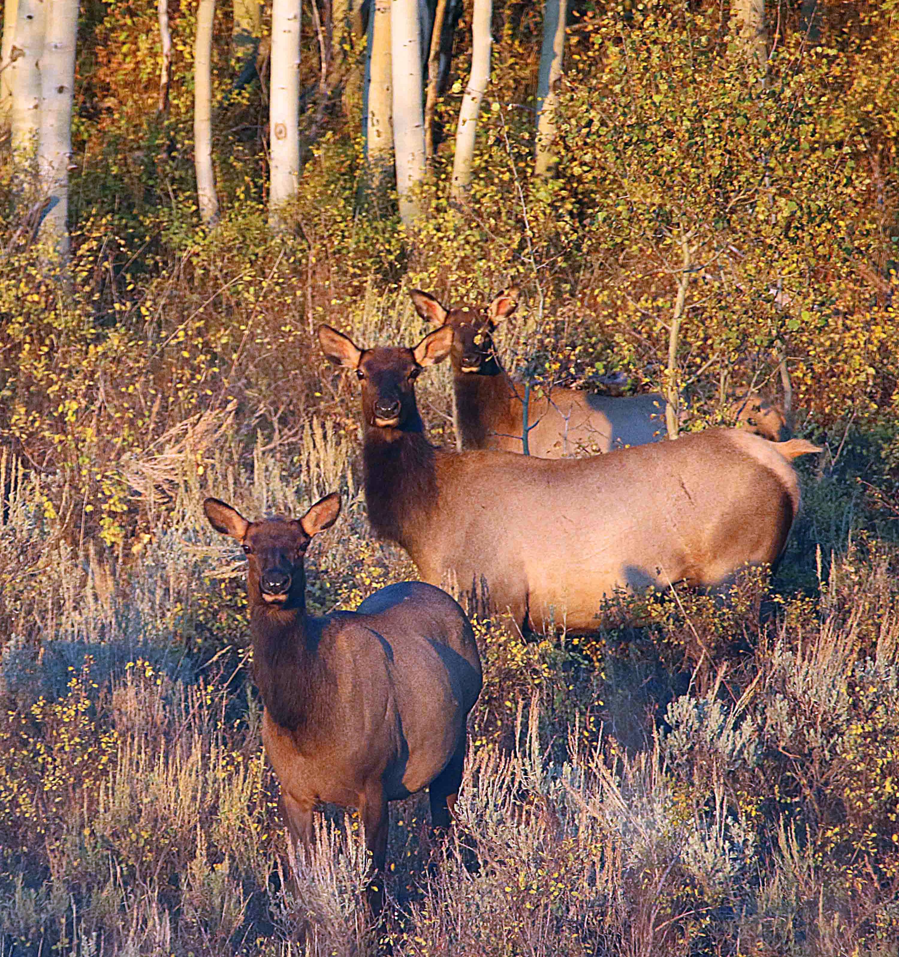 antlerless-permits