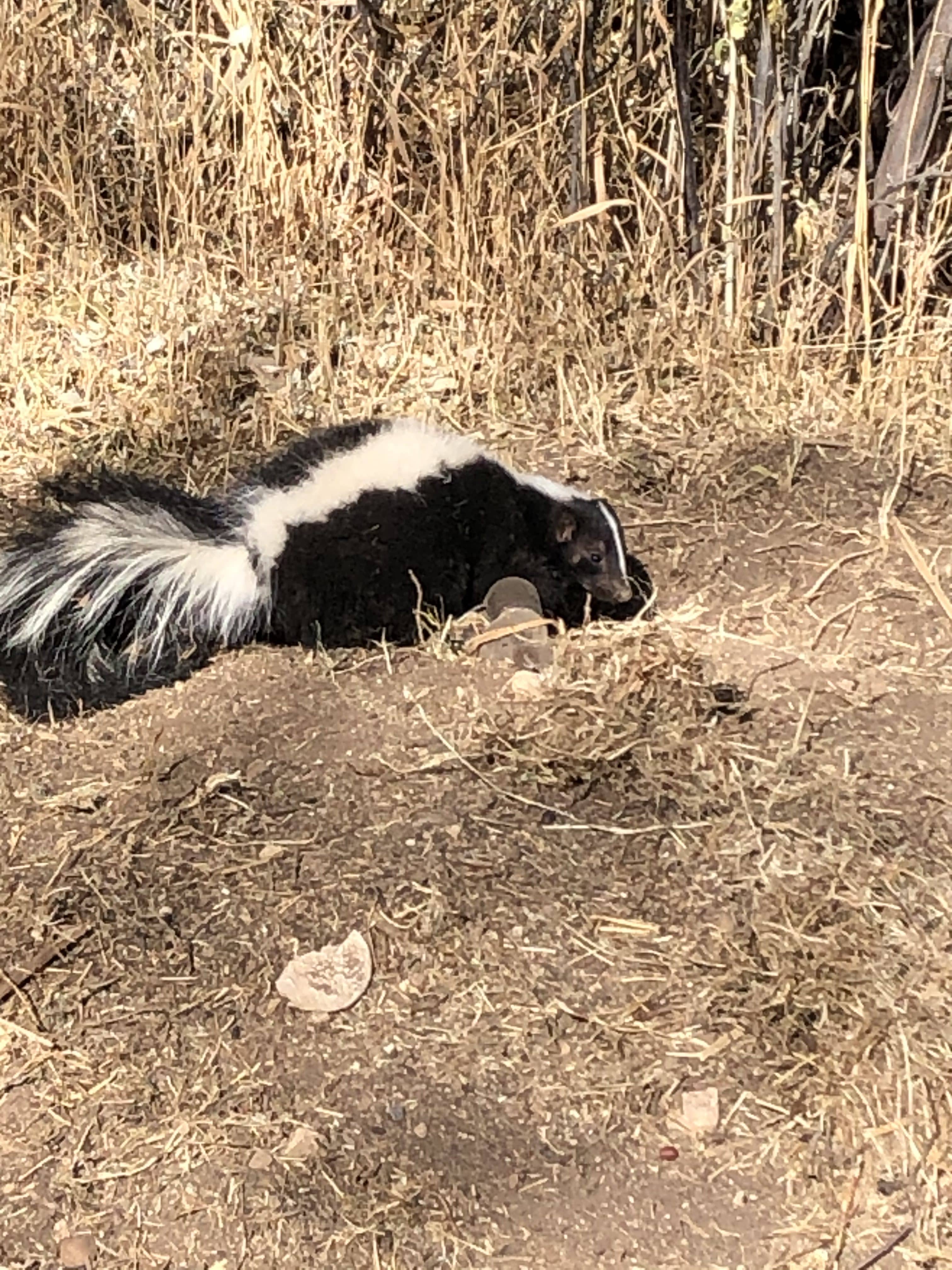 skunk-1