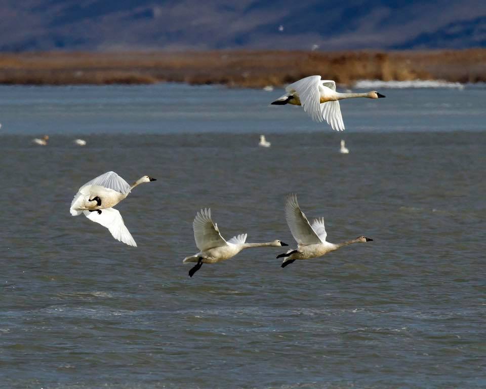 dickson_smith_3-12-2019_tundra_swans_at_the_farmington_bay_wma