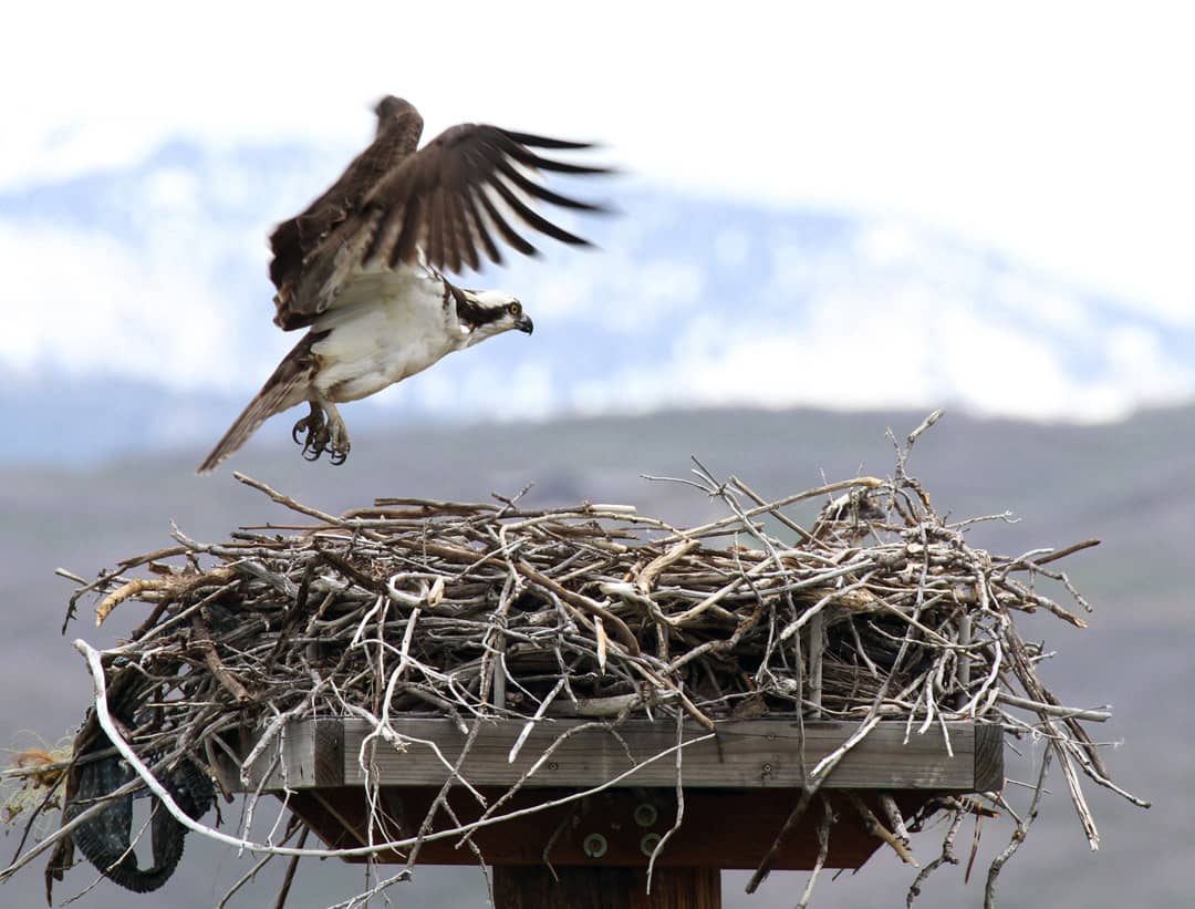 see-osprey