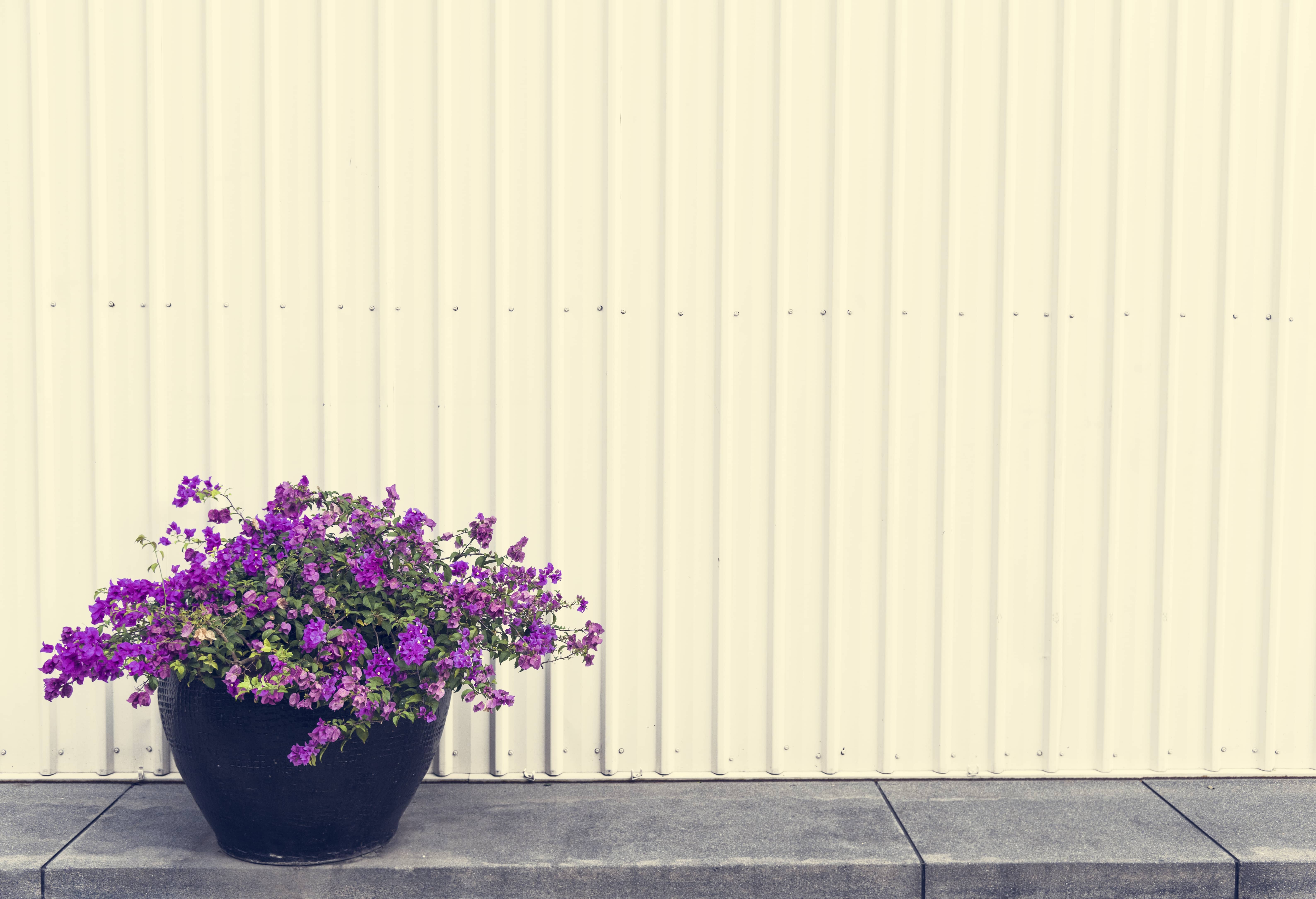 bougainvillea-pot-on-a-side-walk
