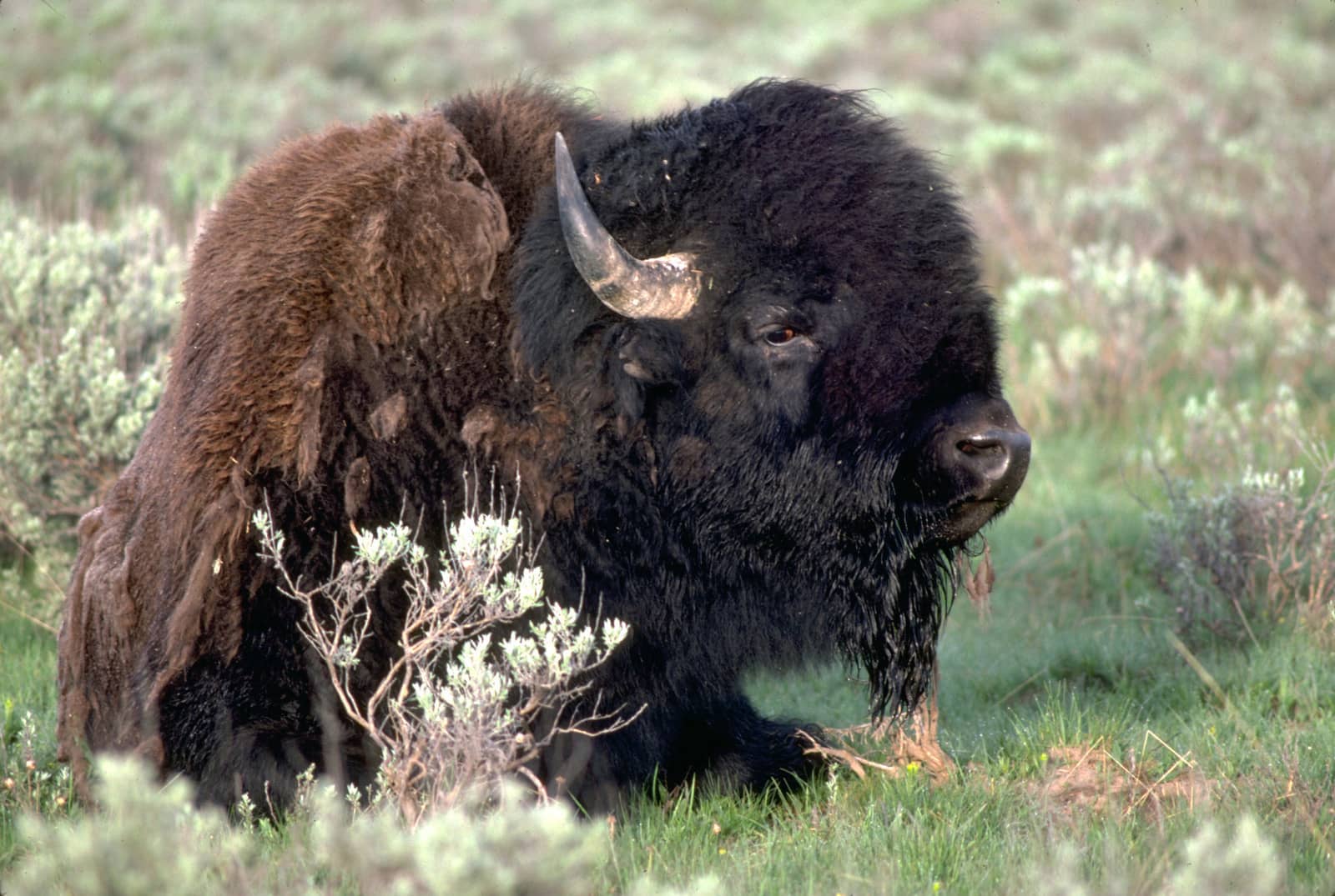 big-game-permits-4