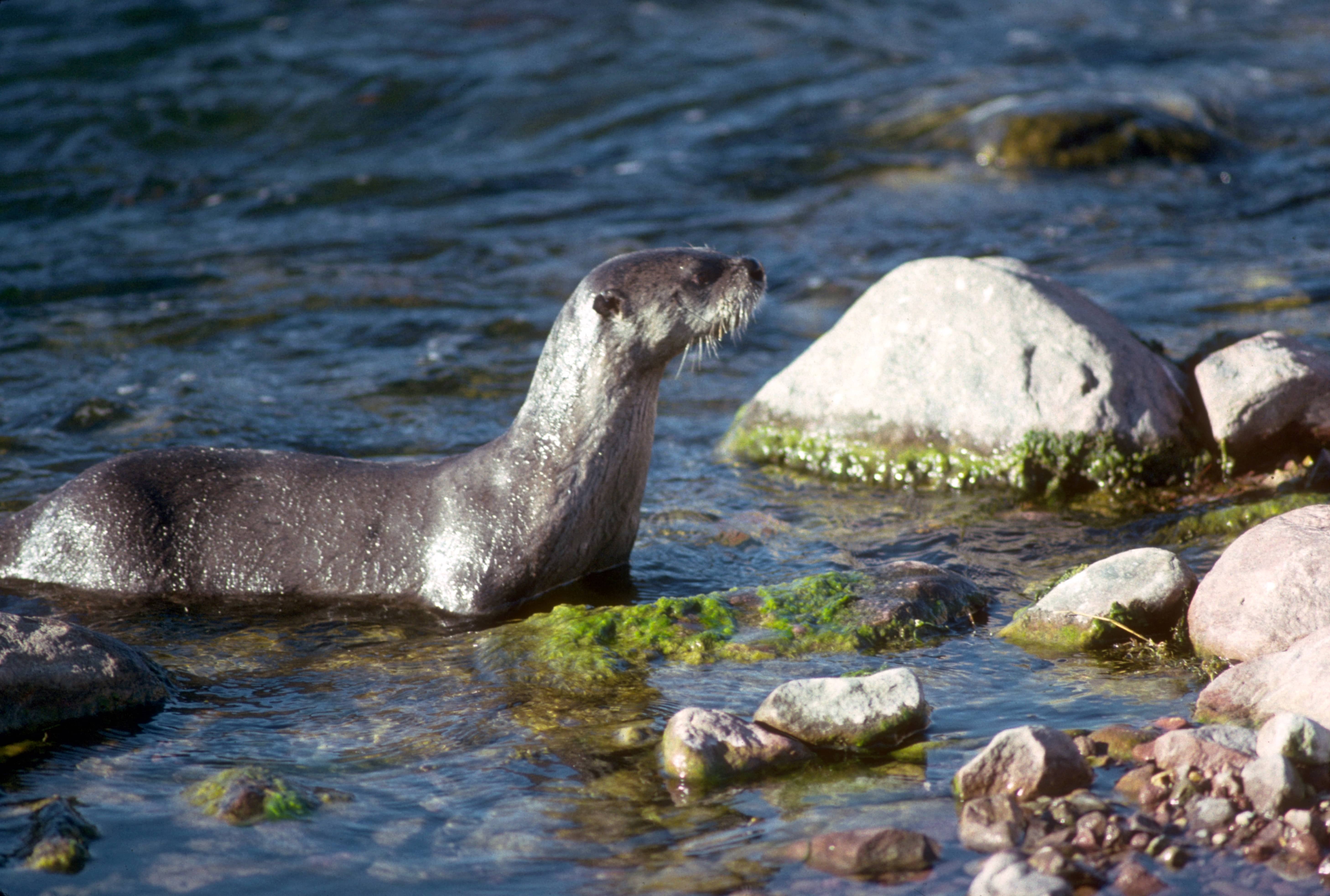 north-american-river-otter