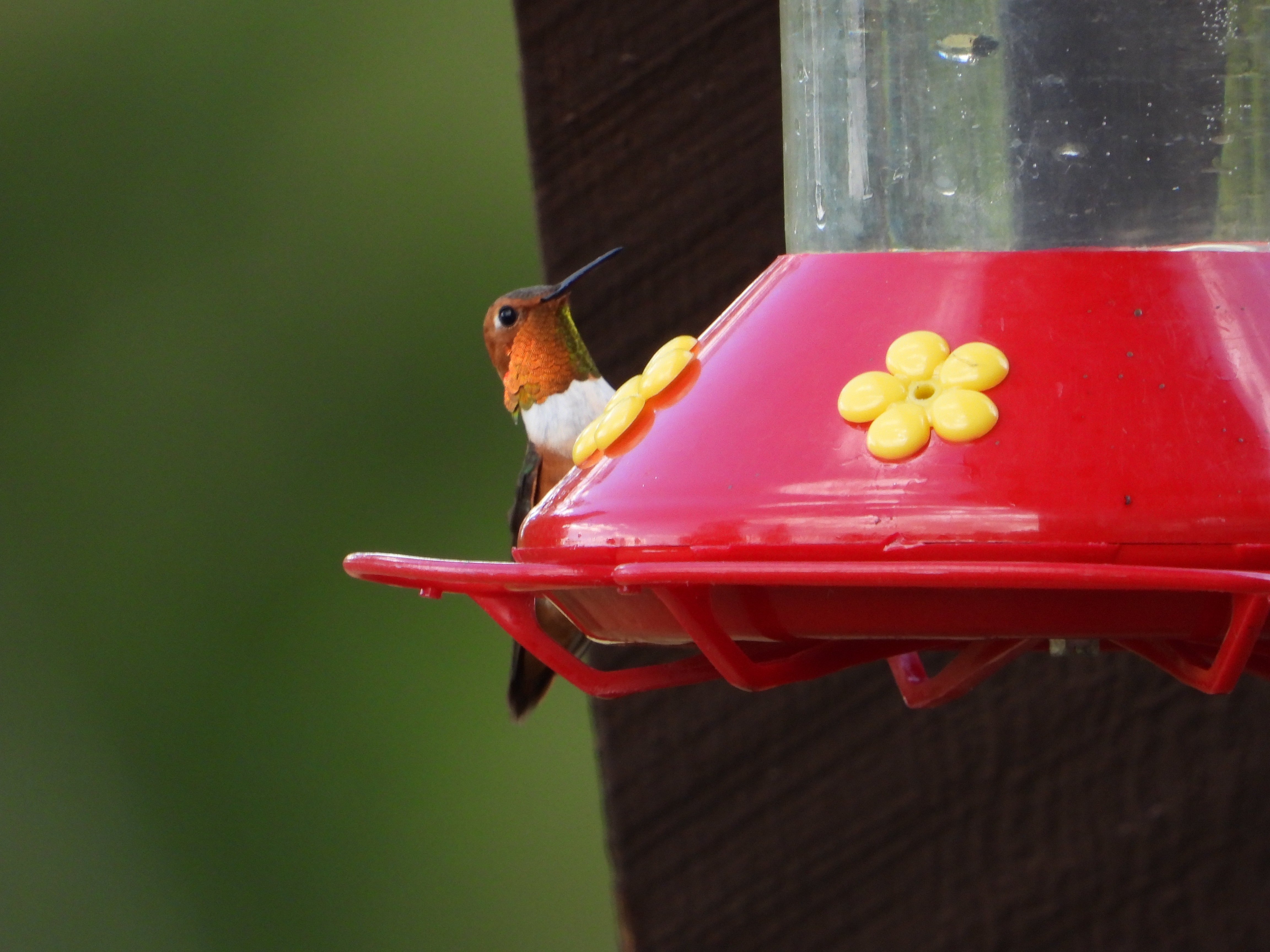 p-kadleck_rufous-male