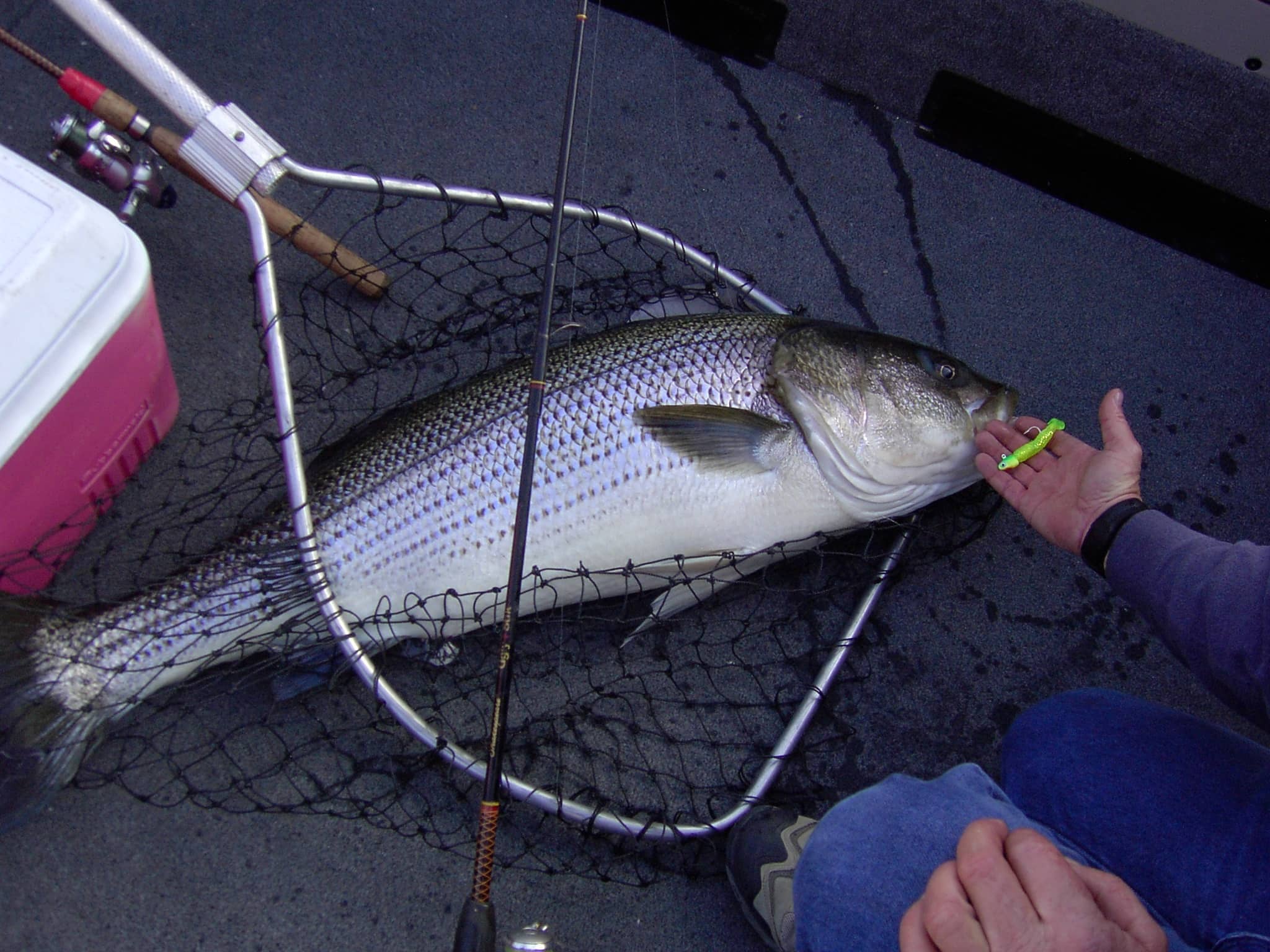 04-05-19-32-5lb_stripedbassinnet_lakepowell