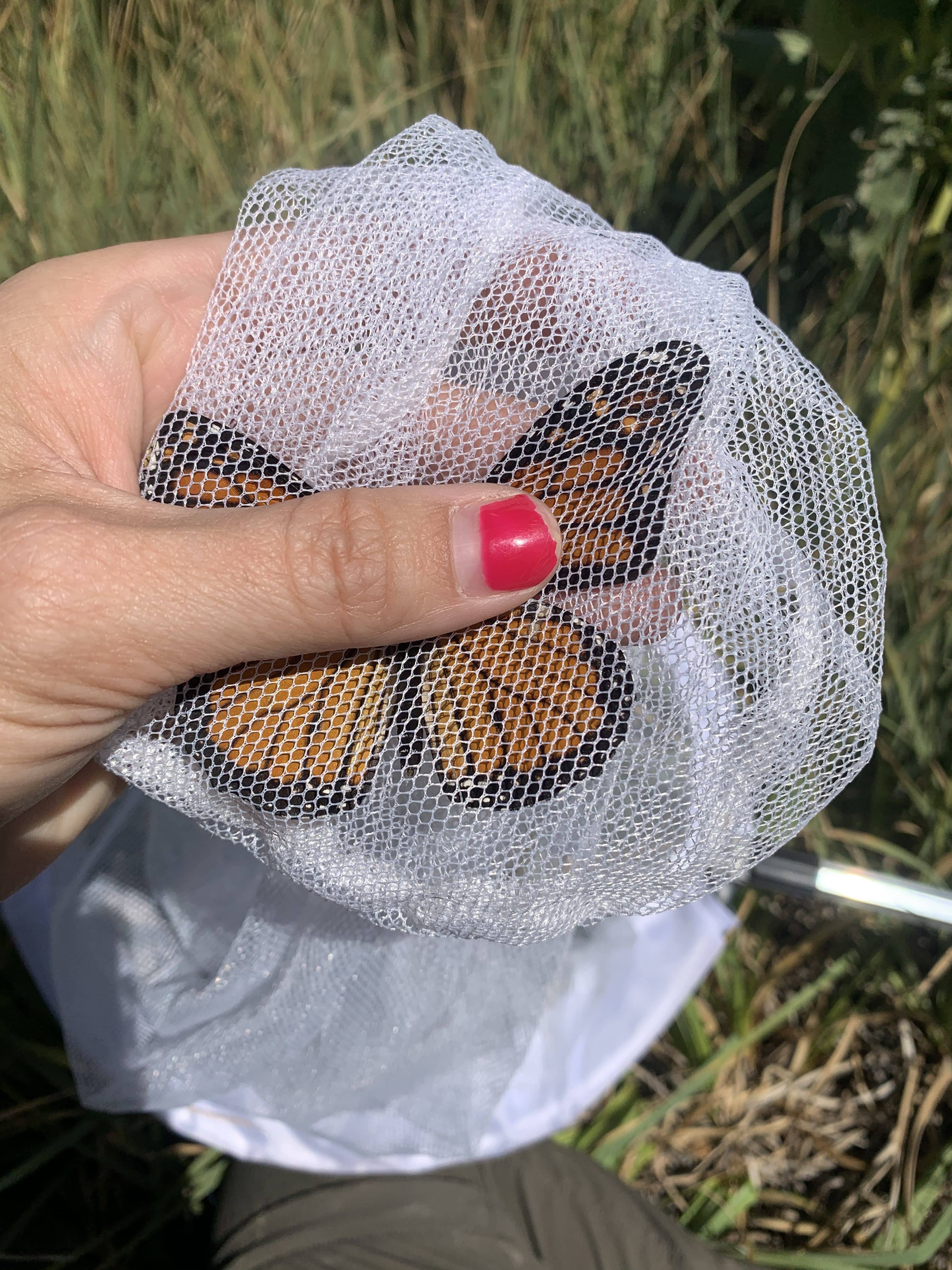 monarch-female