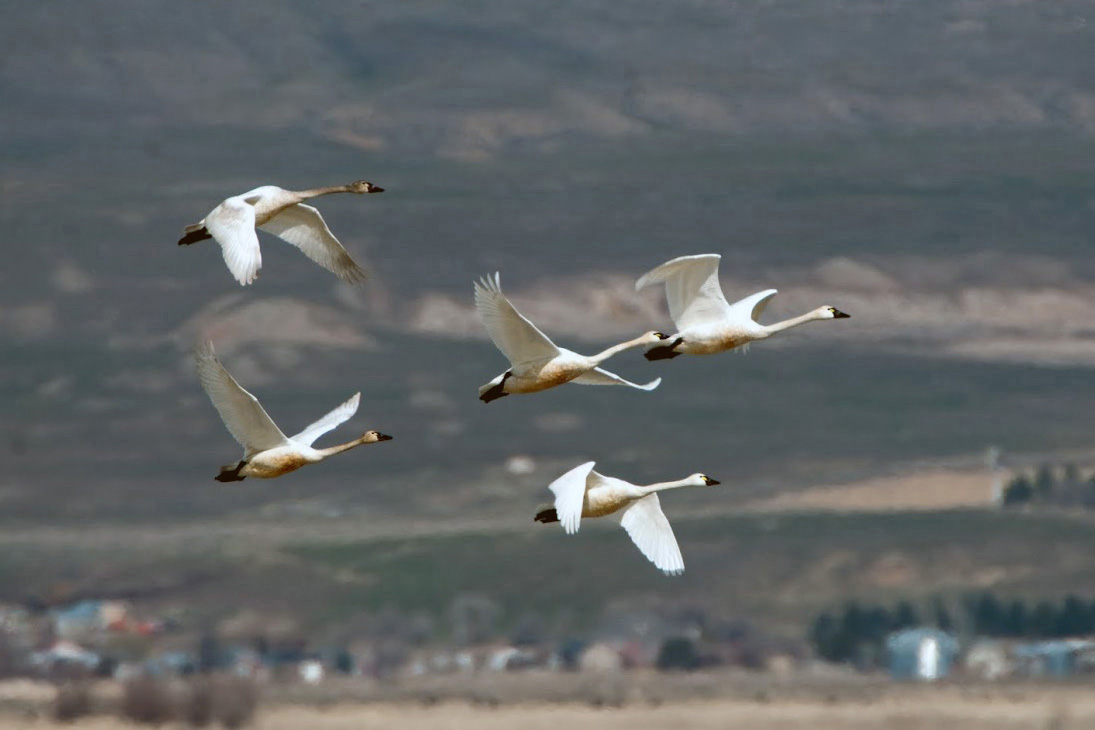 swan-grouse-crane-hunts-2