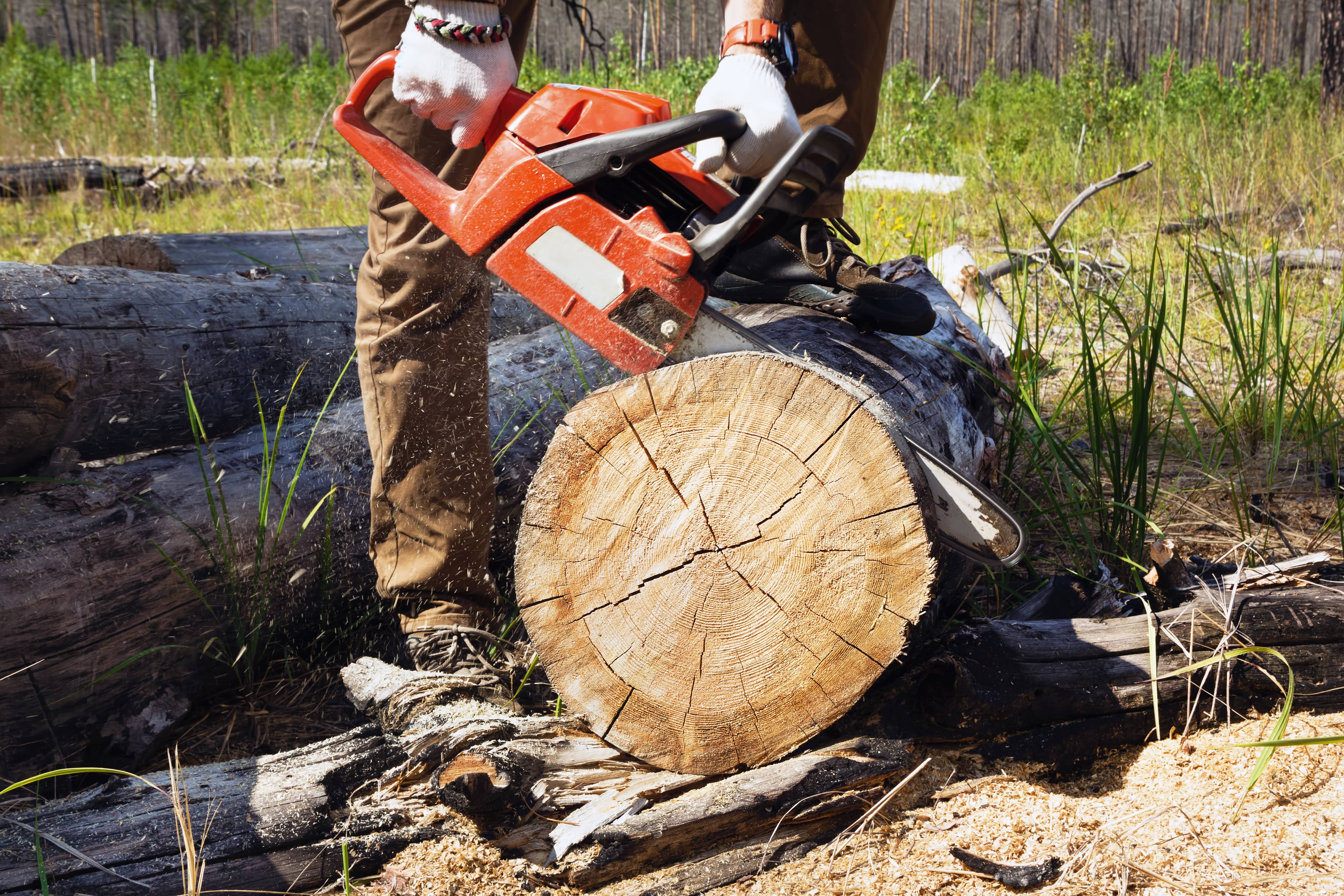 lumberjack-worker-is-cutting-firewood-in-forest-with-a-professional-chainsaw