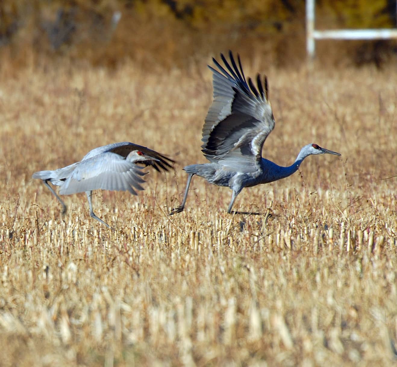 migratory-bird-day-2