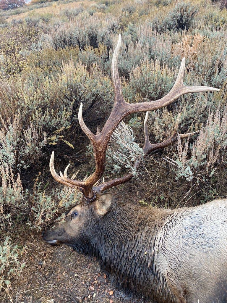 a-large-trophy-elk-was-killed-and-left-to-waste-on-oct-9-2021