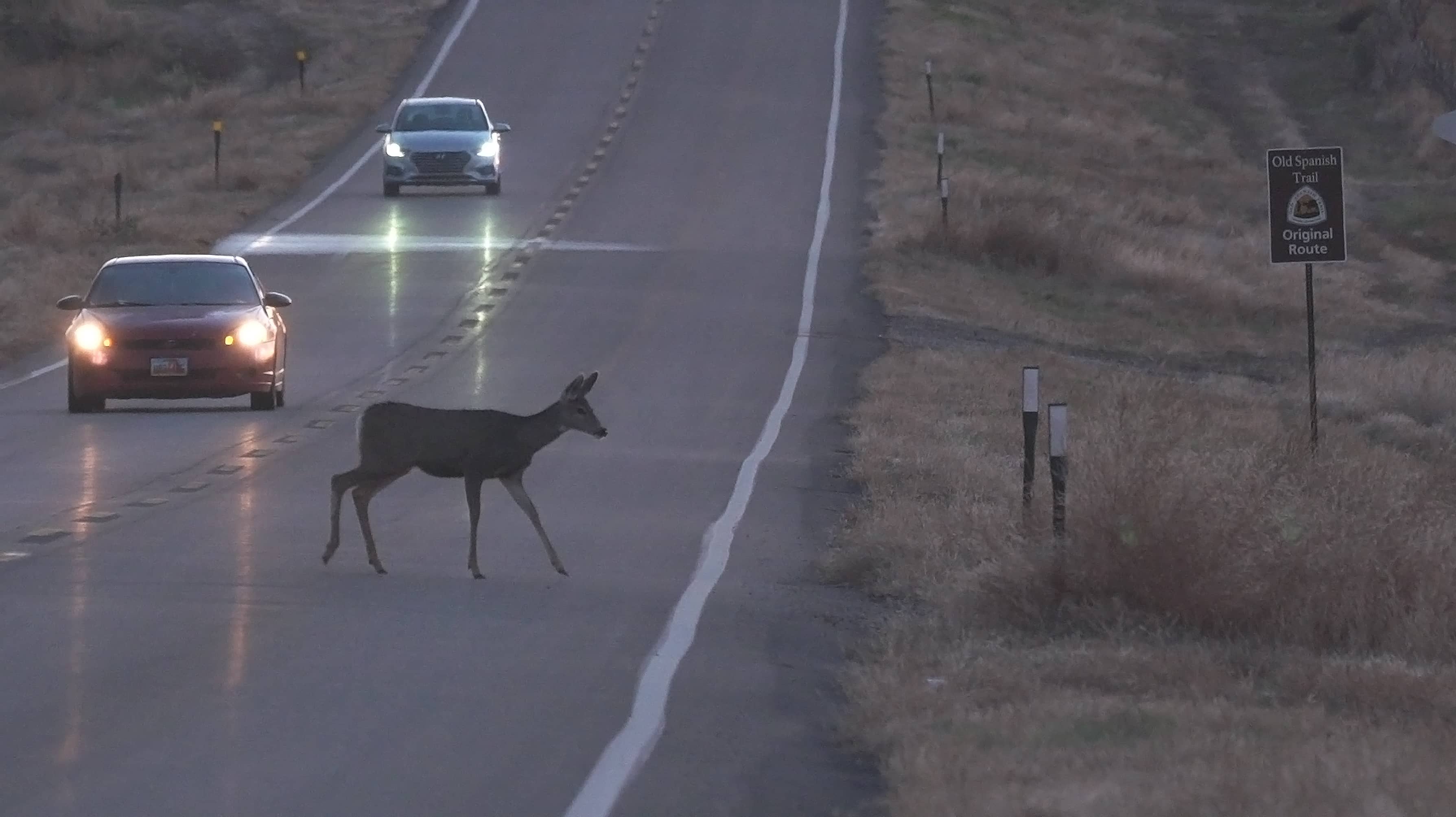 deer-cross-rd2