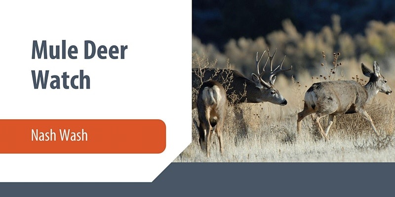 mule-deer-watch-2