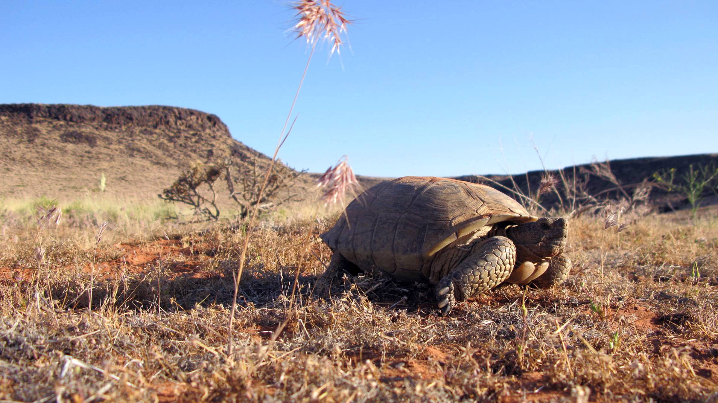 tortoise7-1