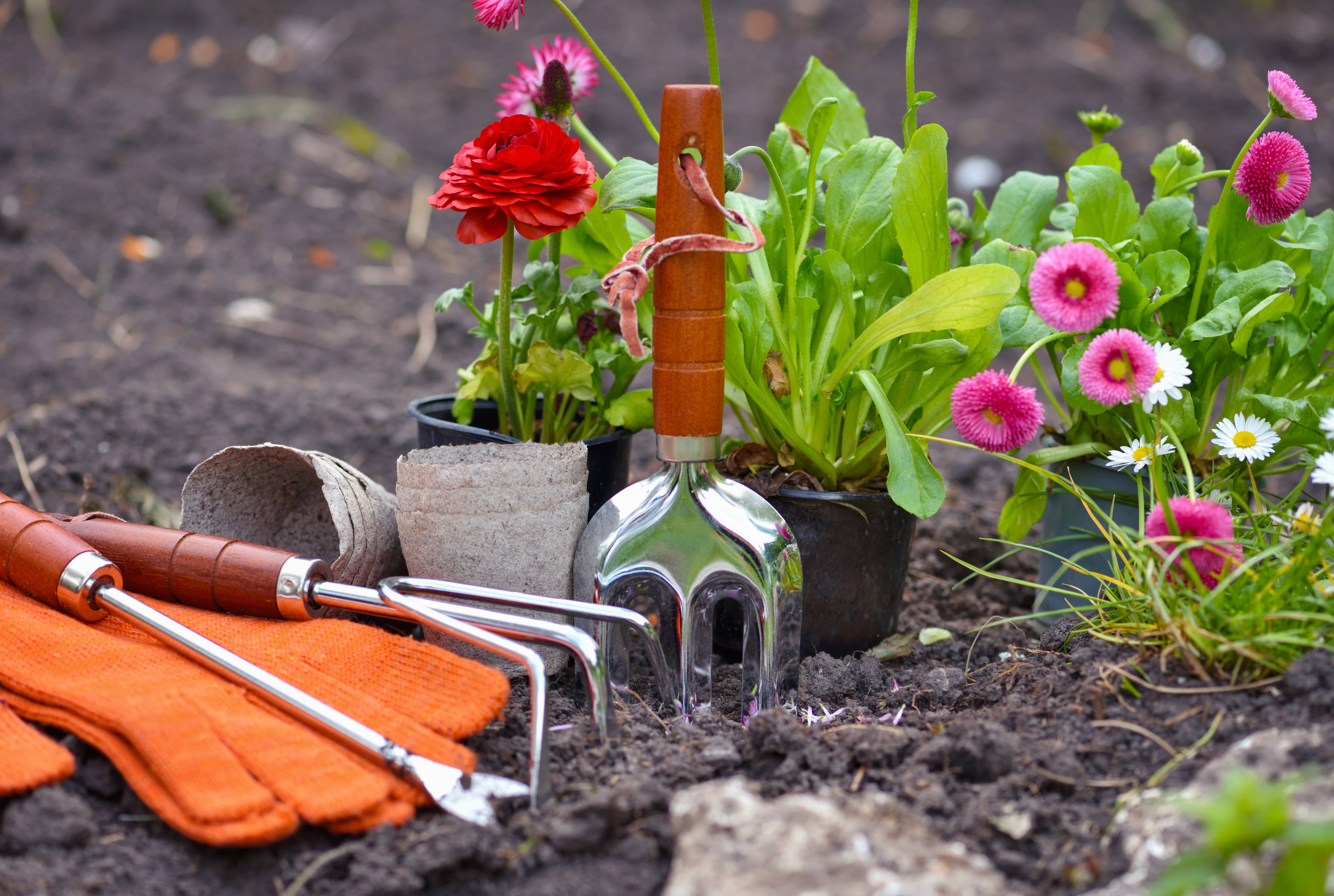 gardening-tools-and-spring-flowers-in-the-garden-gardening-conc