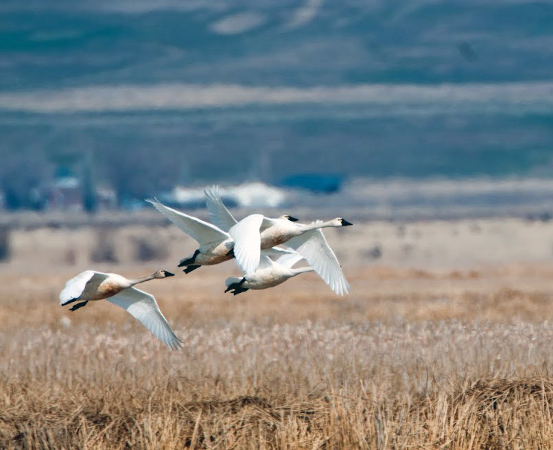 swan-grouse-crane-hunts-3