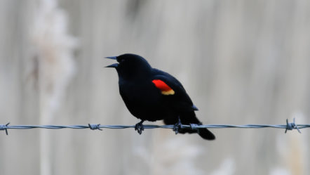 red-winged-blackbird