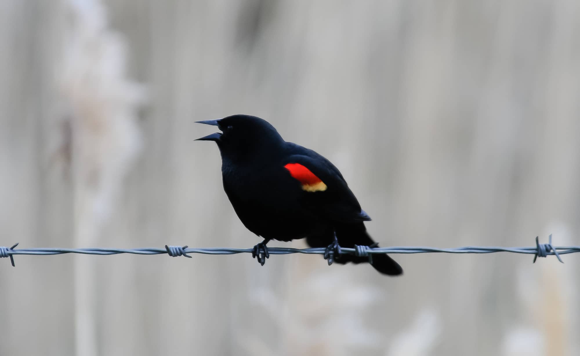 red-winged-blackbird