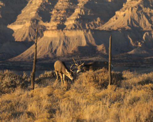 mule-deer-watch-3