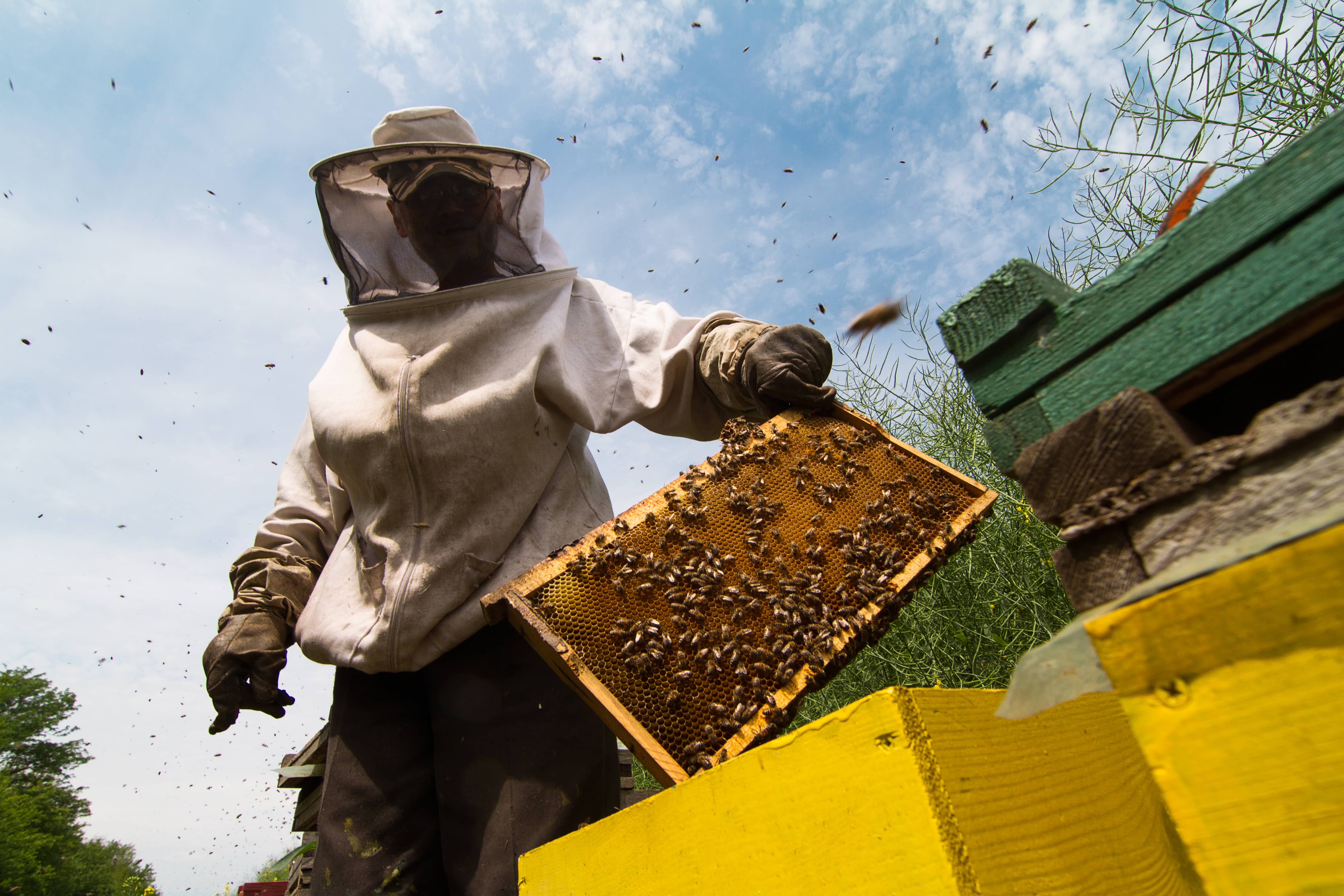 beekeeper-working-on-beehive