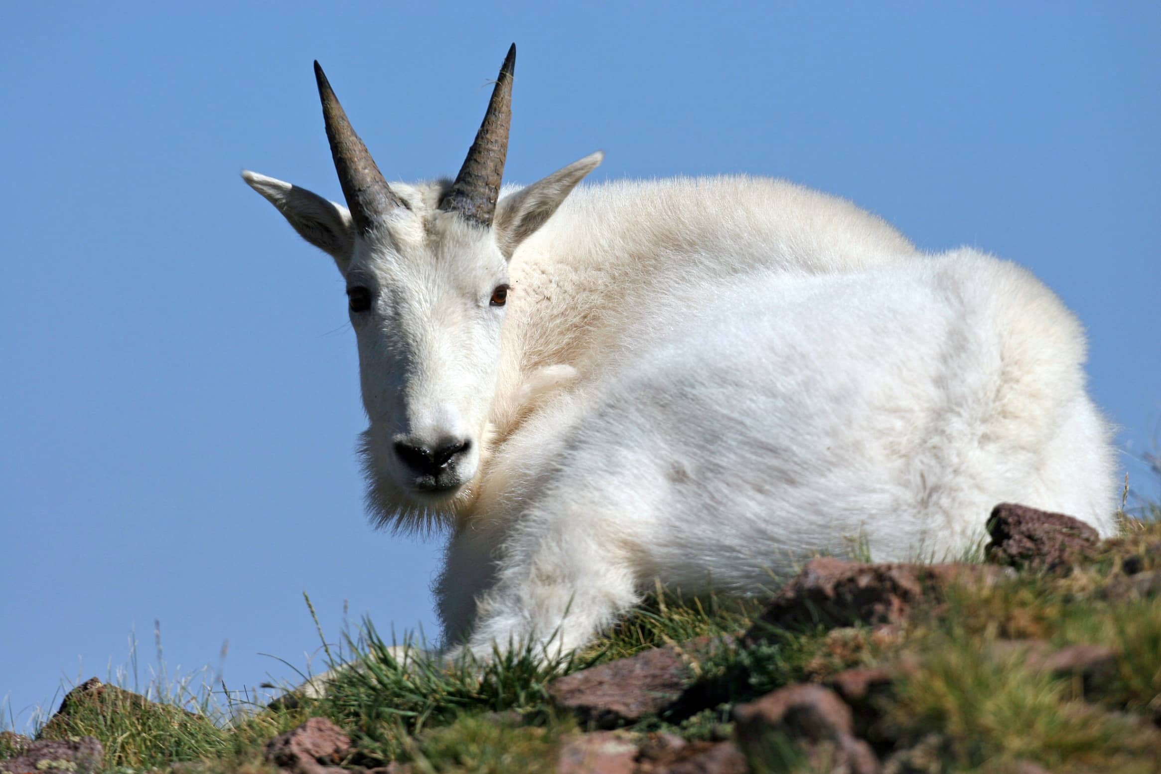 see-mountain-goats-3