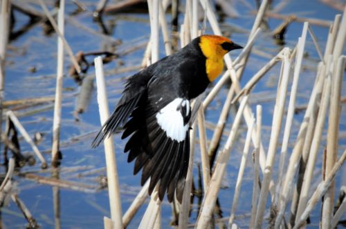 copy-of-wing-of-yellow-headed-blackbird