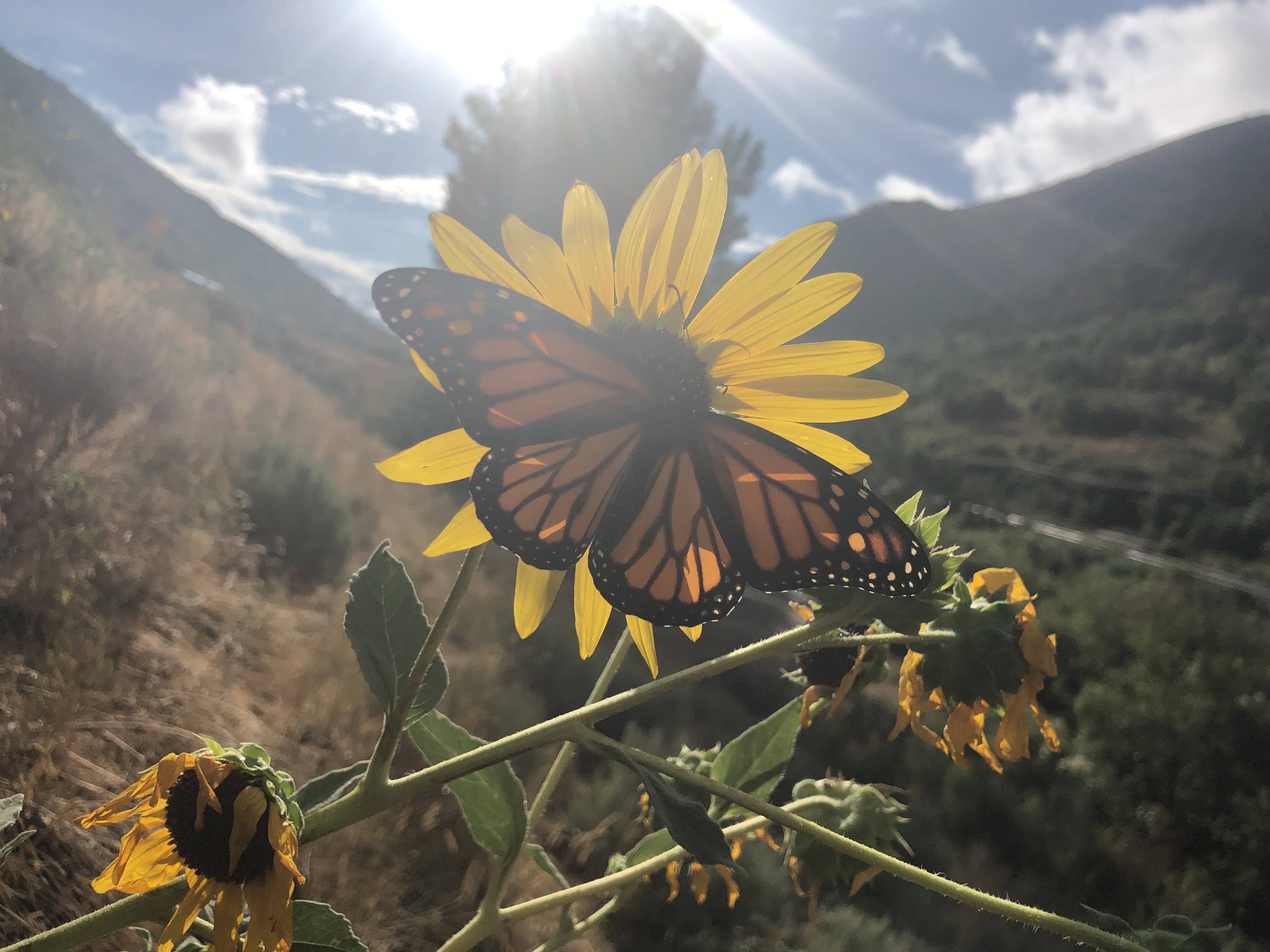 weber-monarch-2021a