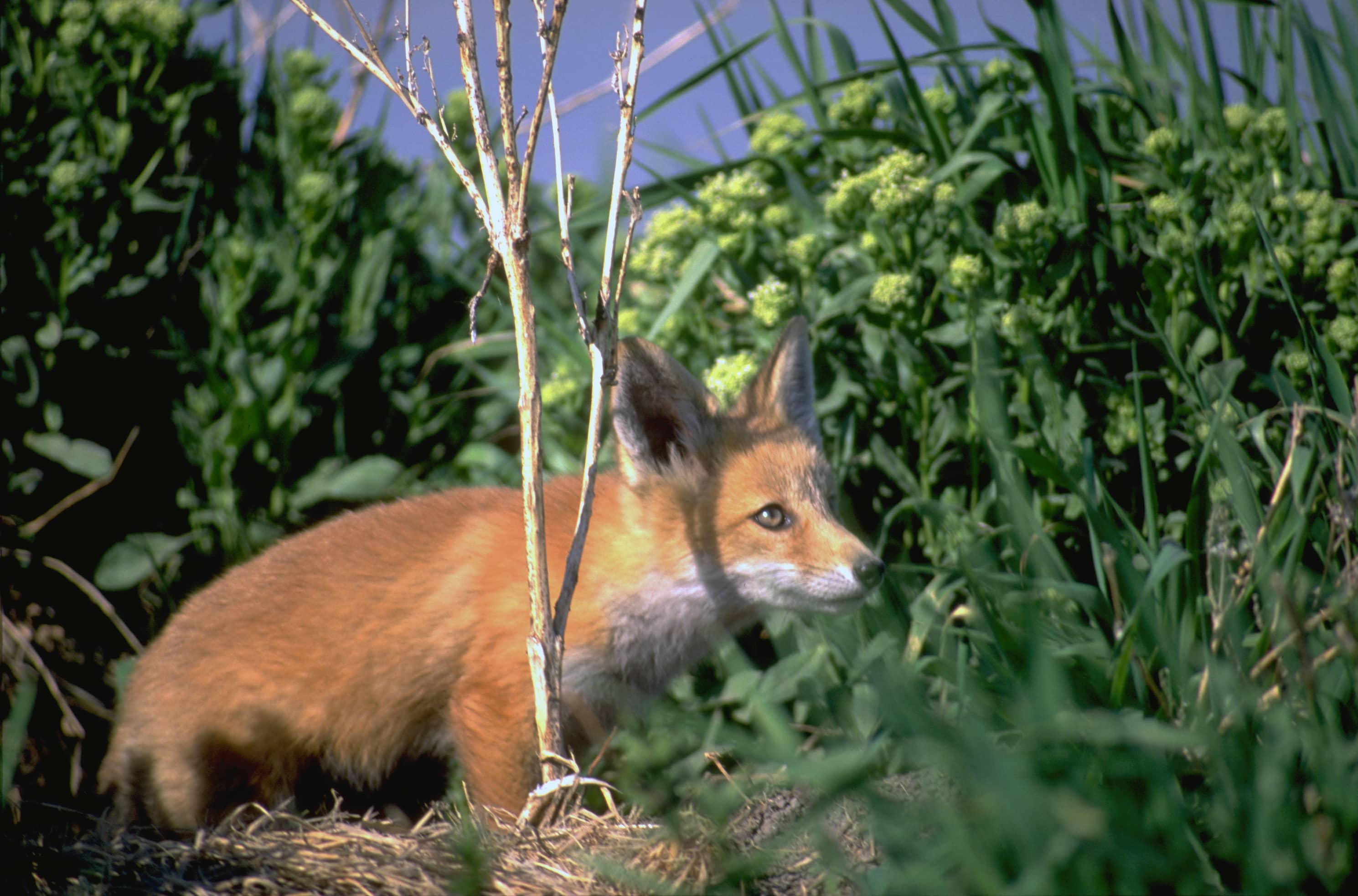 red-fox