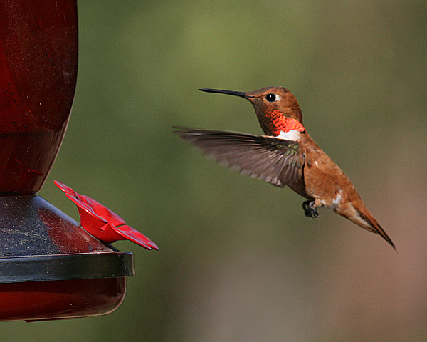 linda-west-rufous-hummingbird-male