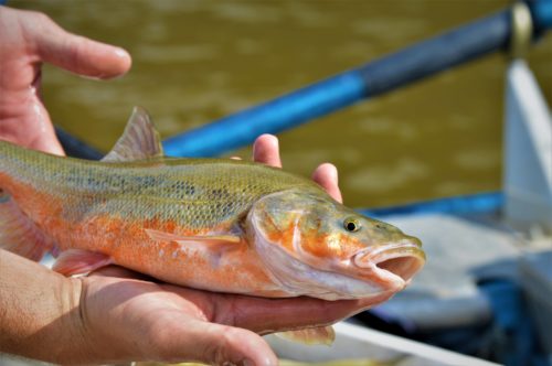 roundtail-2-usfws-melanie-fischer