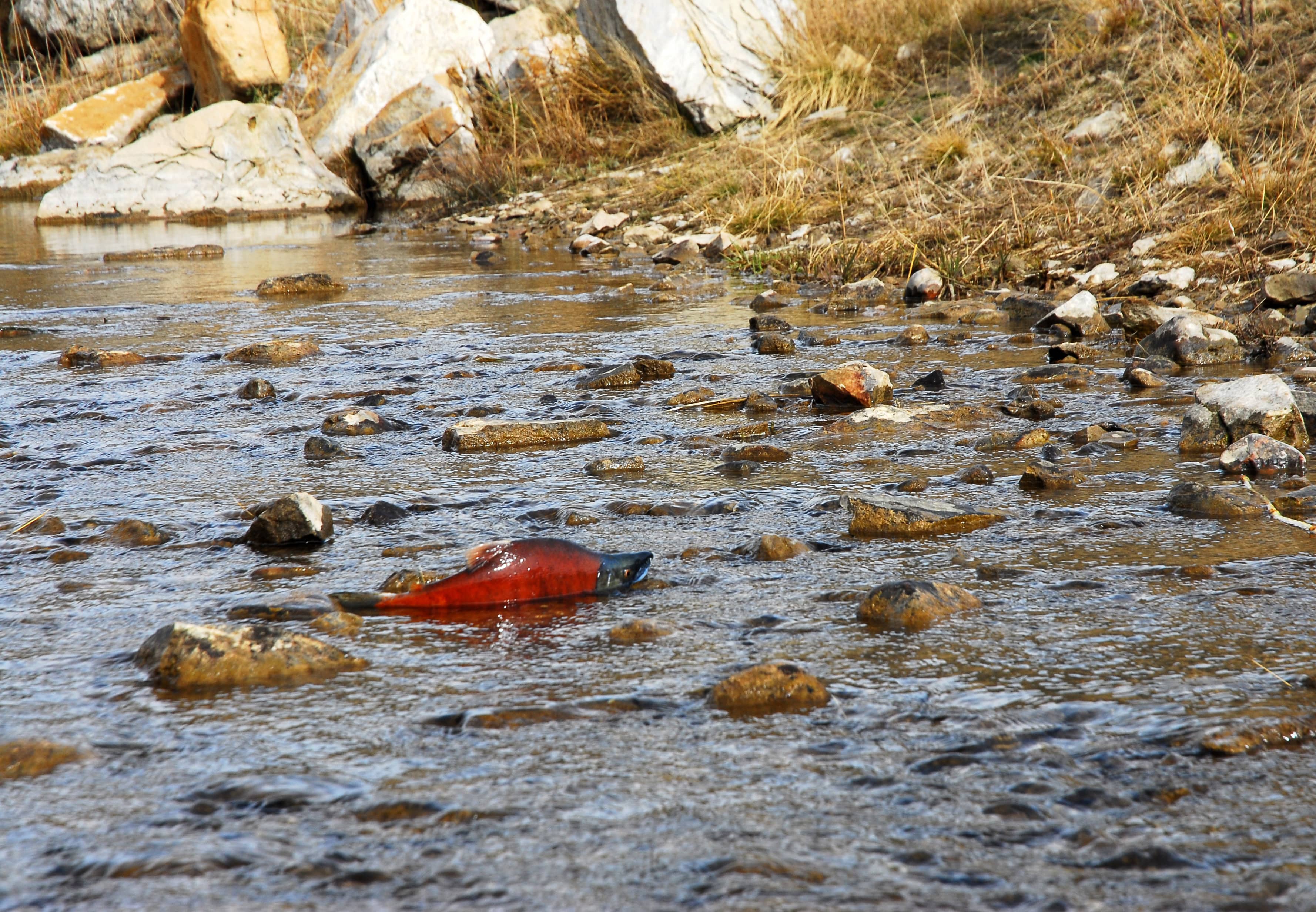 see-kokanee-salmon-3