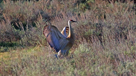 swan-grouse-crane-hunts-4