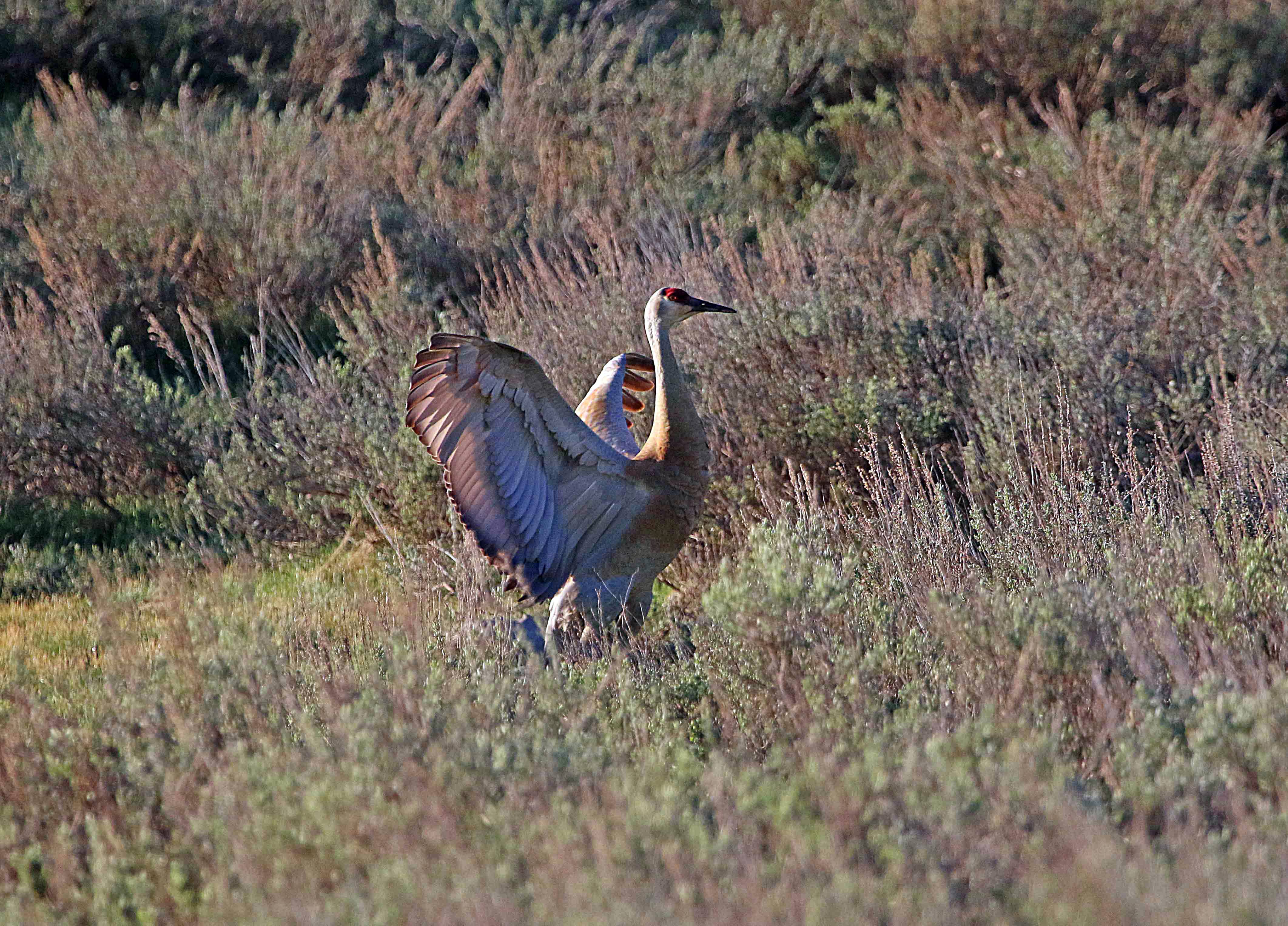 Come see sandhill cranes in the wild at DWR events this fall